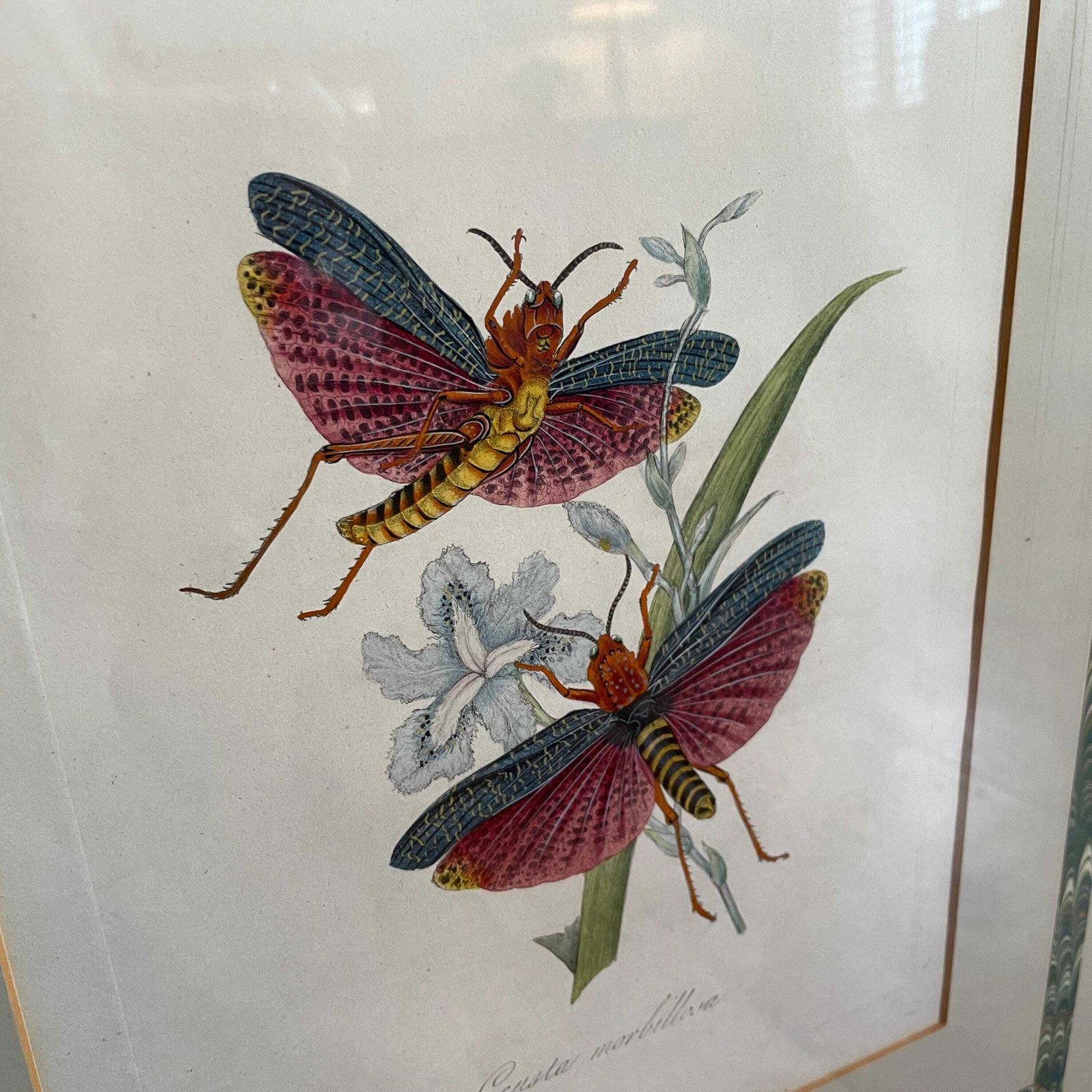 Framed Insect Wall Art Pair Hand Painted Botanical Moth Butterfly Pictures Large Wall Hanging Wooden Frame photo Art