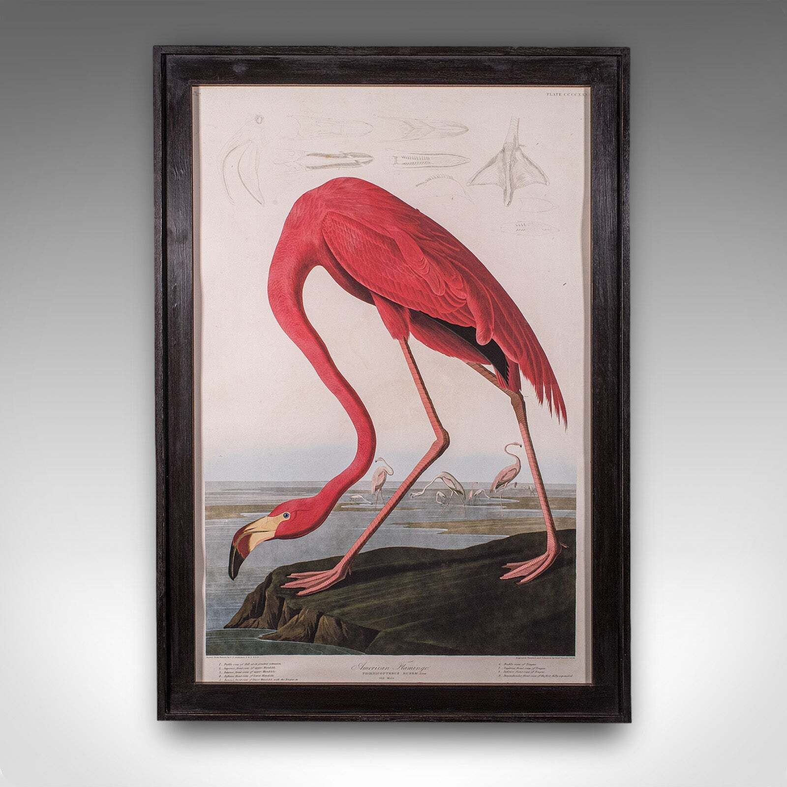 Large Vintage Flamingo Picture, English, Framed Print, Jj Audubon, Wildlife Art photo furniture
