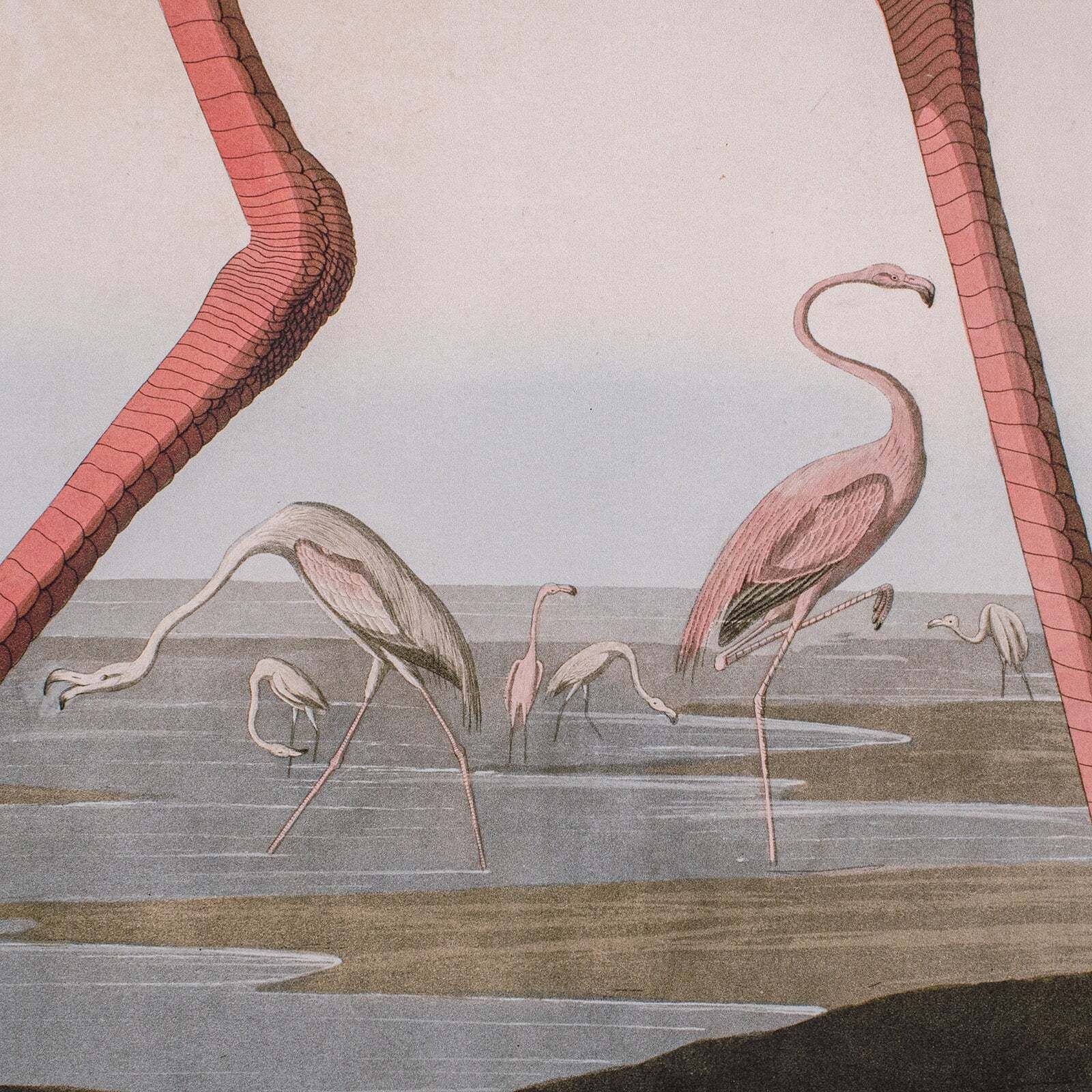 Large Vintage Flamingo Picture, English, Framed Print, Jj Audubon, Wildlife Art photo 1012.0