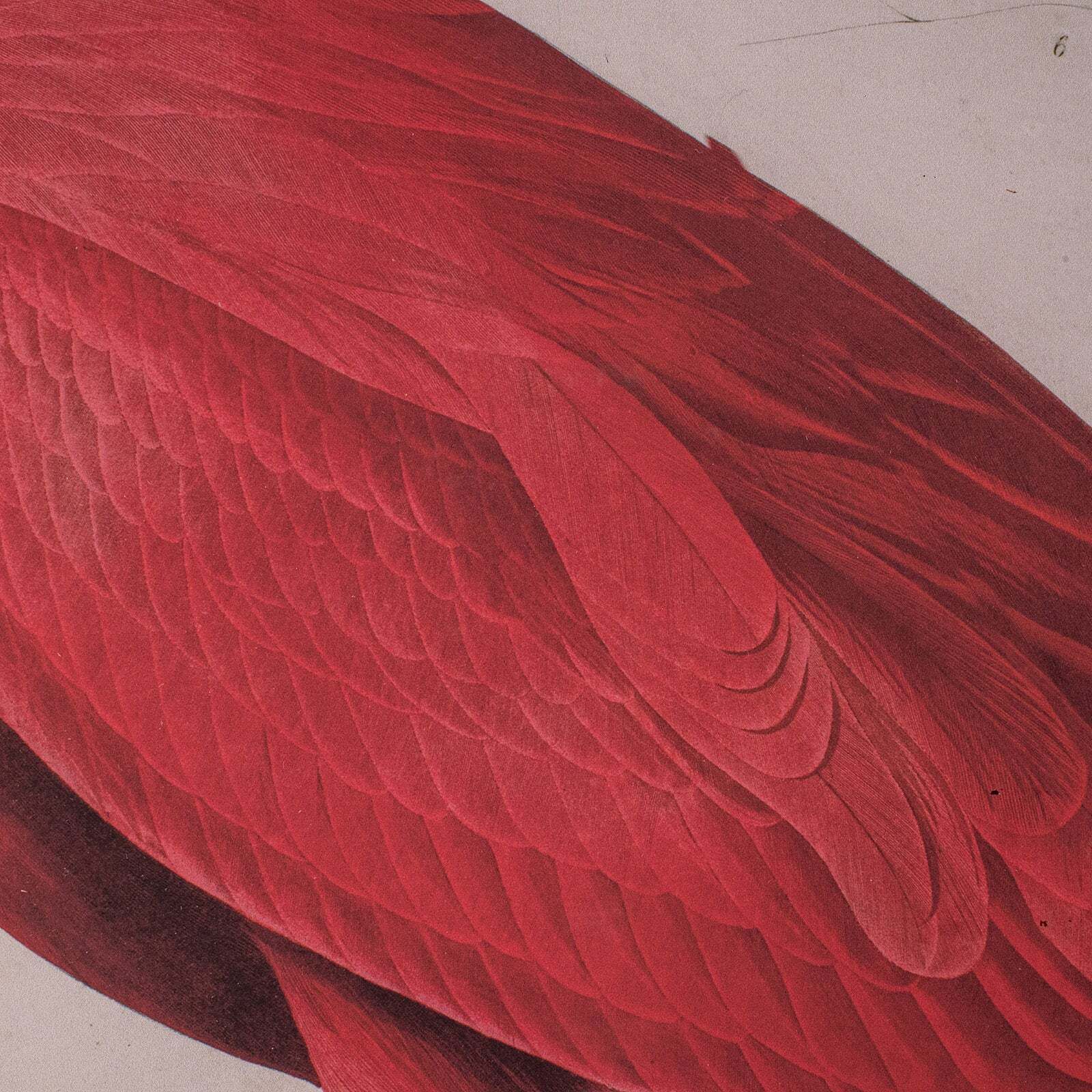 Large Vintage Flamingo Picture, English, Framed Print, Jj Audubon, Wildlife Art photo vinterior