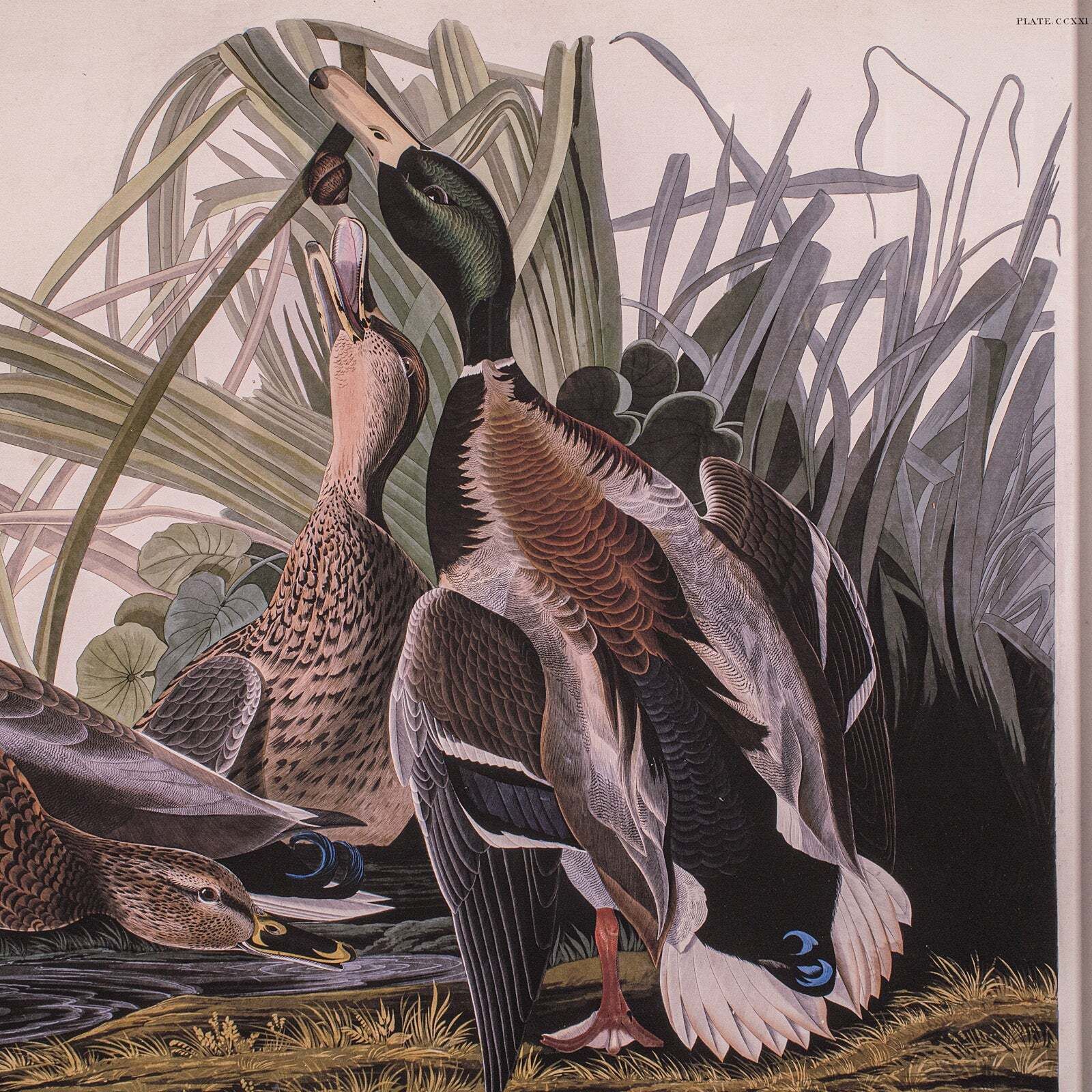 Vintage Mallard Duck Picture, English, Framed Print, Jj Audubon, Wildlife Art photo 980.0