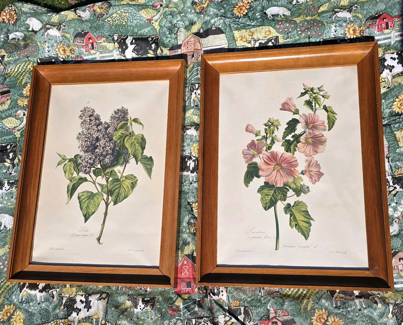 Vintage Botanical Floral Pints Framed Litograph Gerard Van Spaendonck 1957 Xl