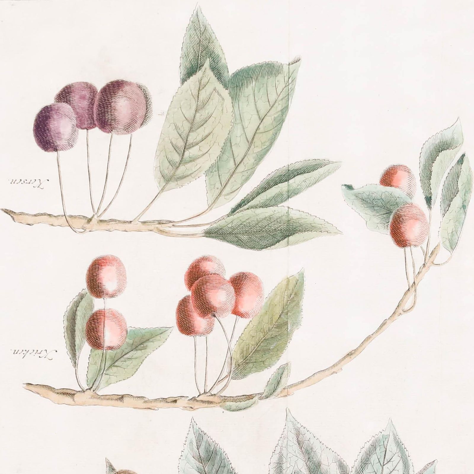 After Johann Hermann Knoop (1700 1769)   Framed Engraving, Study Of Cherries photo Art