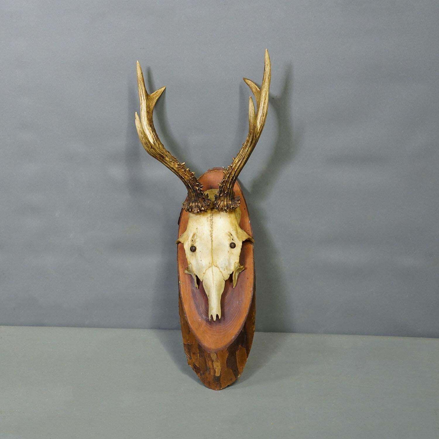 Set Of Six Roe Deer Trophies On Wooden Slices Germany Ca. 1950s photo buy