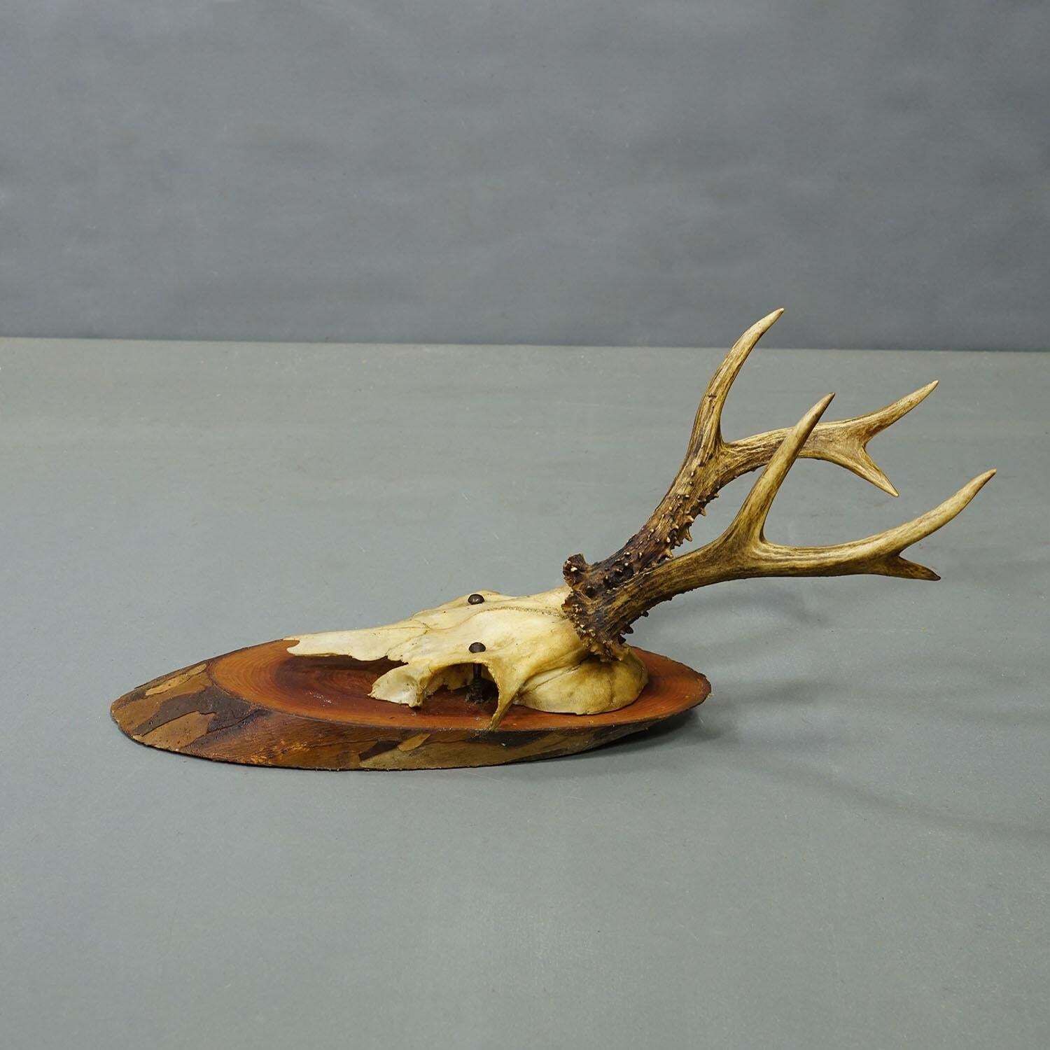 Set Of Six Roe Deer Trophies On Wooden Slices Germany Ca. 1950s photo vintage