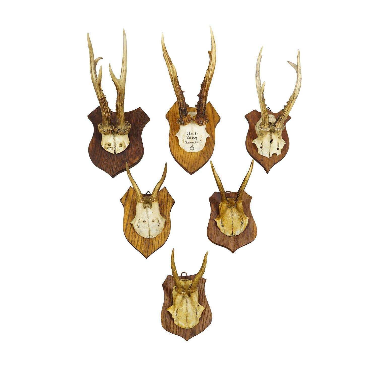 Six Large Roe Deer Trophies On Carved Plaques Germany 19.Century photo furniture