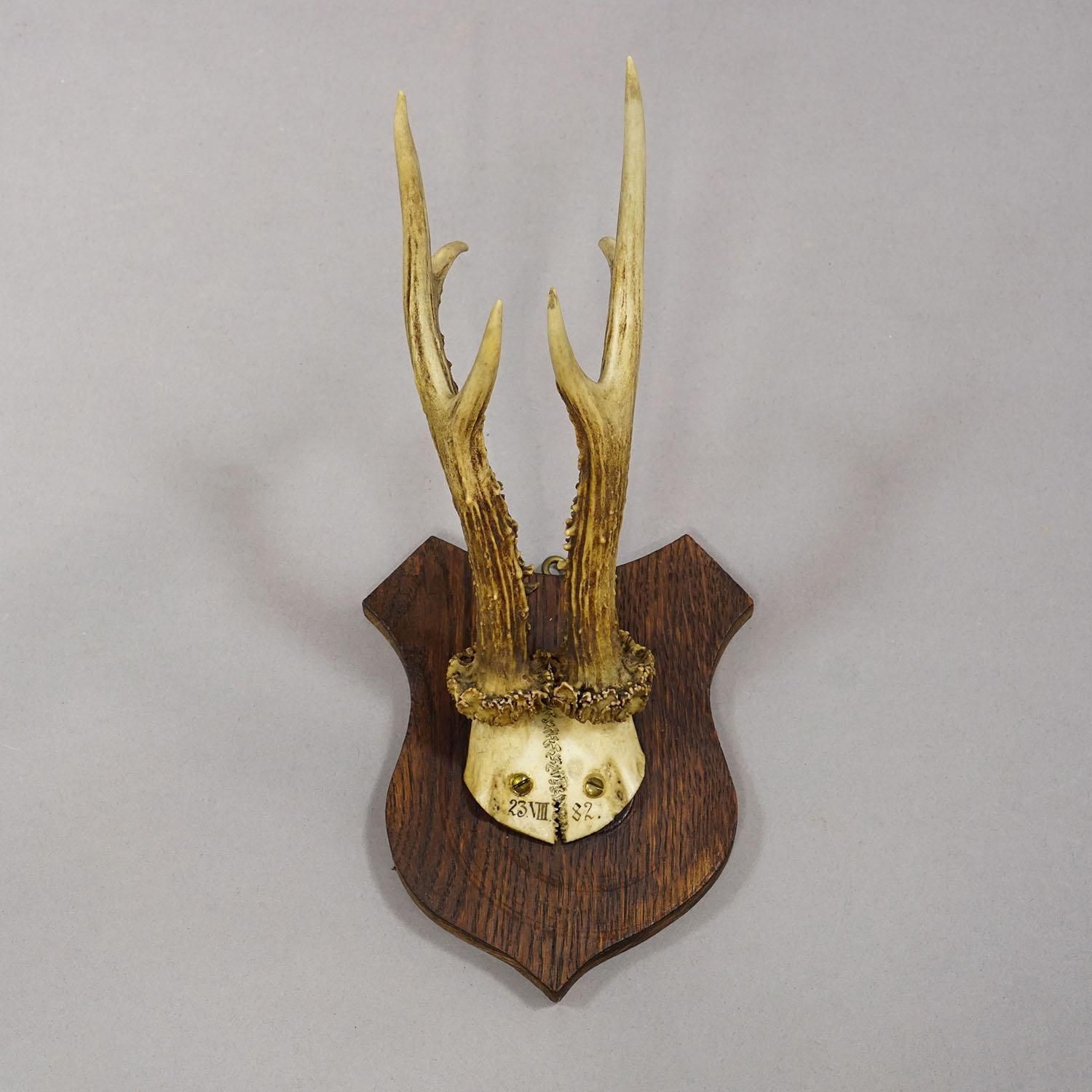 Six Large Roe Deer Trophies On Carved Plaques Germany 19.Century photo buy