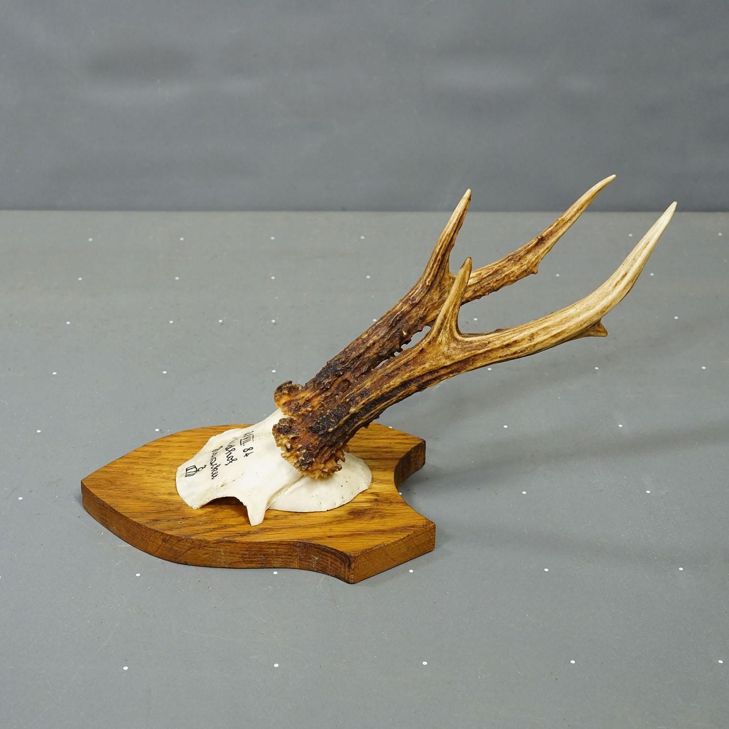 Six Large Roe Deer Trophies On Carved Plaques Germany 19.Century photo vintage