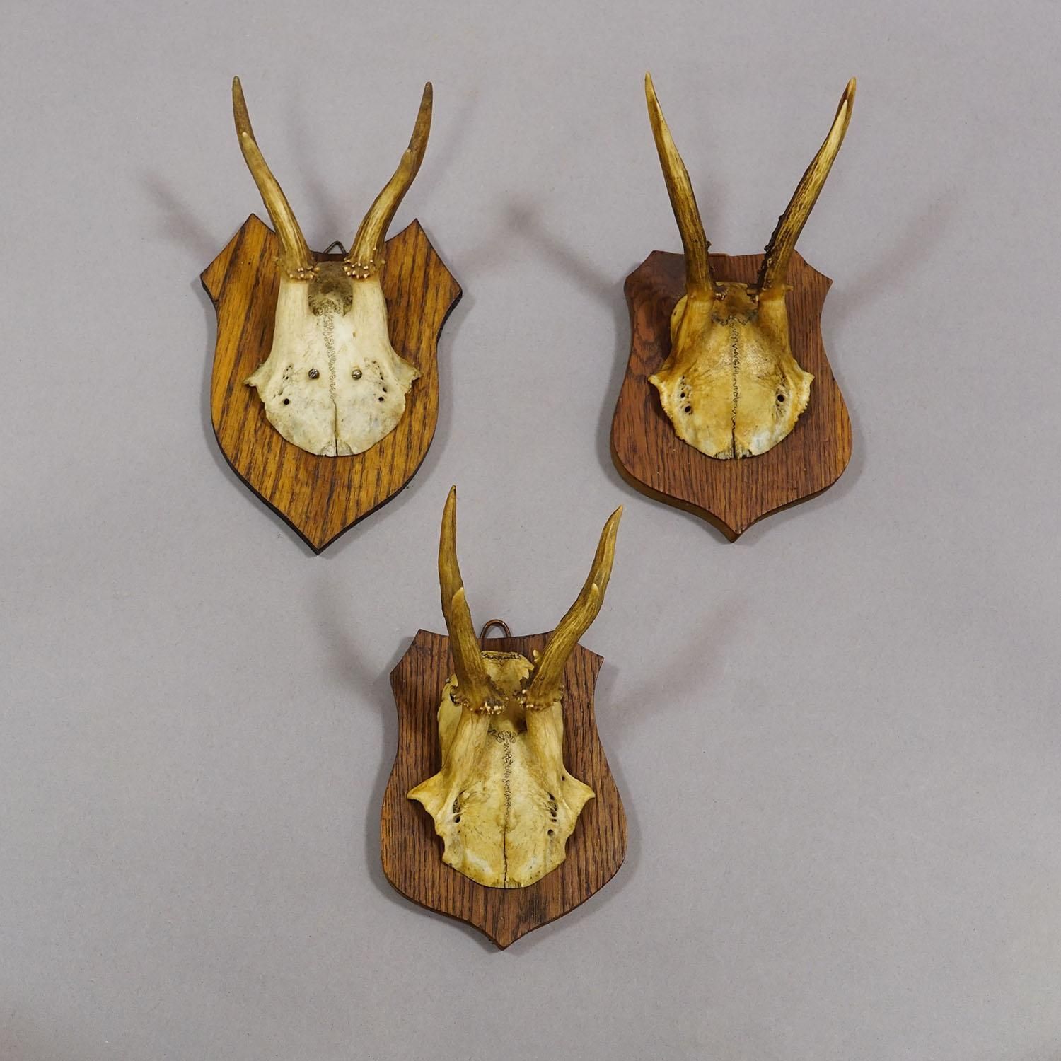 photo vinterior Six Large Roe Deer Trophies On Carved Plaques Germany 19.Century