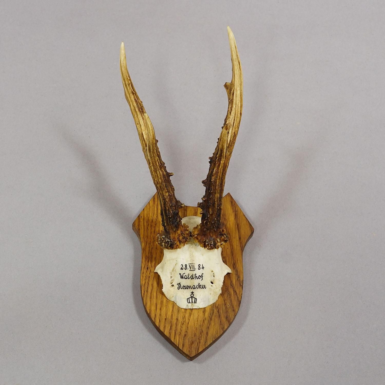 photo vintage Six Large Roe Deer Trophies On Carved Plaques Germany 19.Century