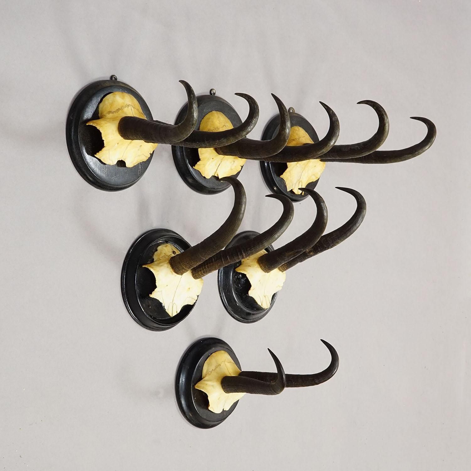 Antiek Set Van Zes Gems Trofeeën Op Gedraaide Plaques, Duitsland Ca. 1900 photo for sale