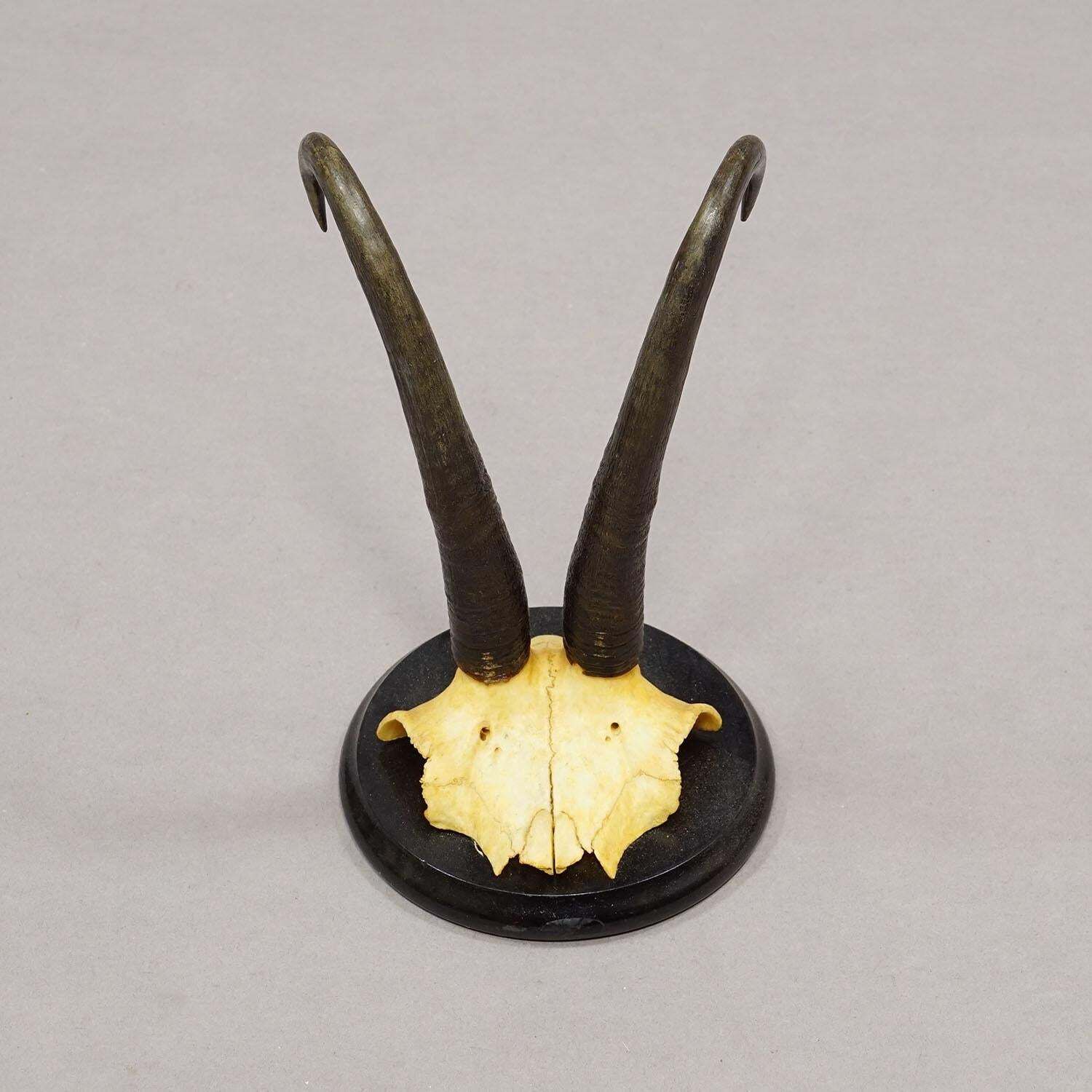 Antiek Set Van Zes Gems Trofeeën Op Gedraaide Plaques, Duitsland Ca. 1900 photo vinterior