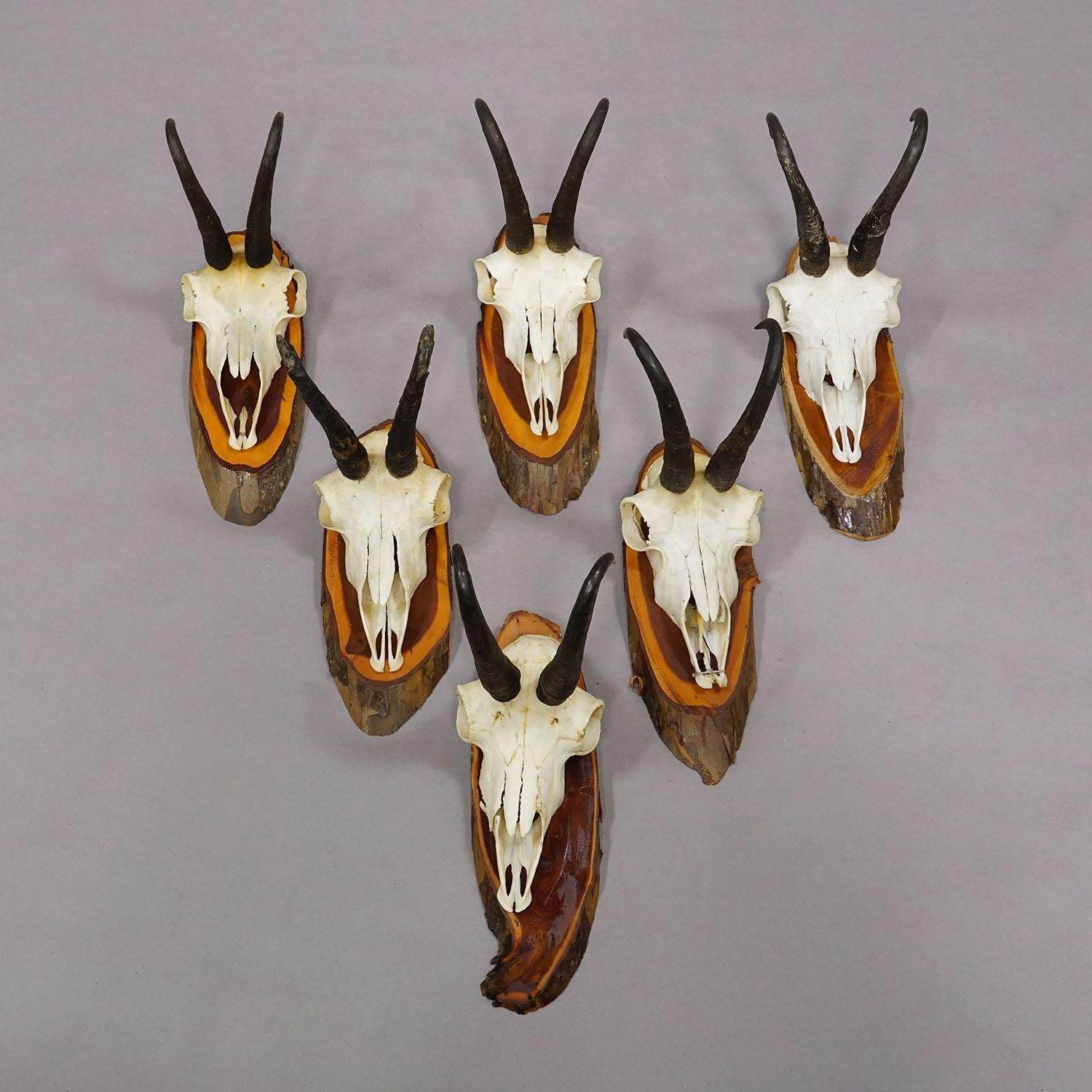 Vintage Set Of Six Chamois Trophies On Wooden Plaques, Germany Ca. 1970s photo for sale
