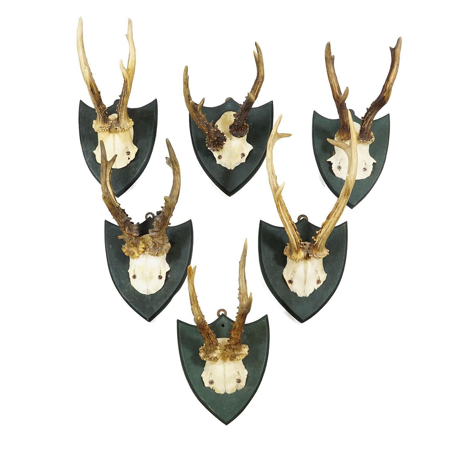 Set Of Six Roe Deer Trophies On Wooden Plaques Salem Germany Ca. 1900s photo furniture