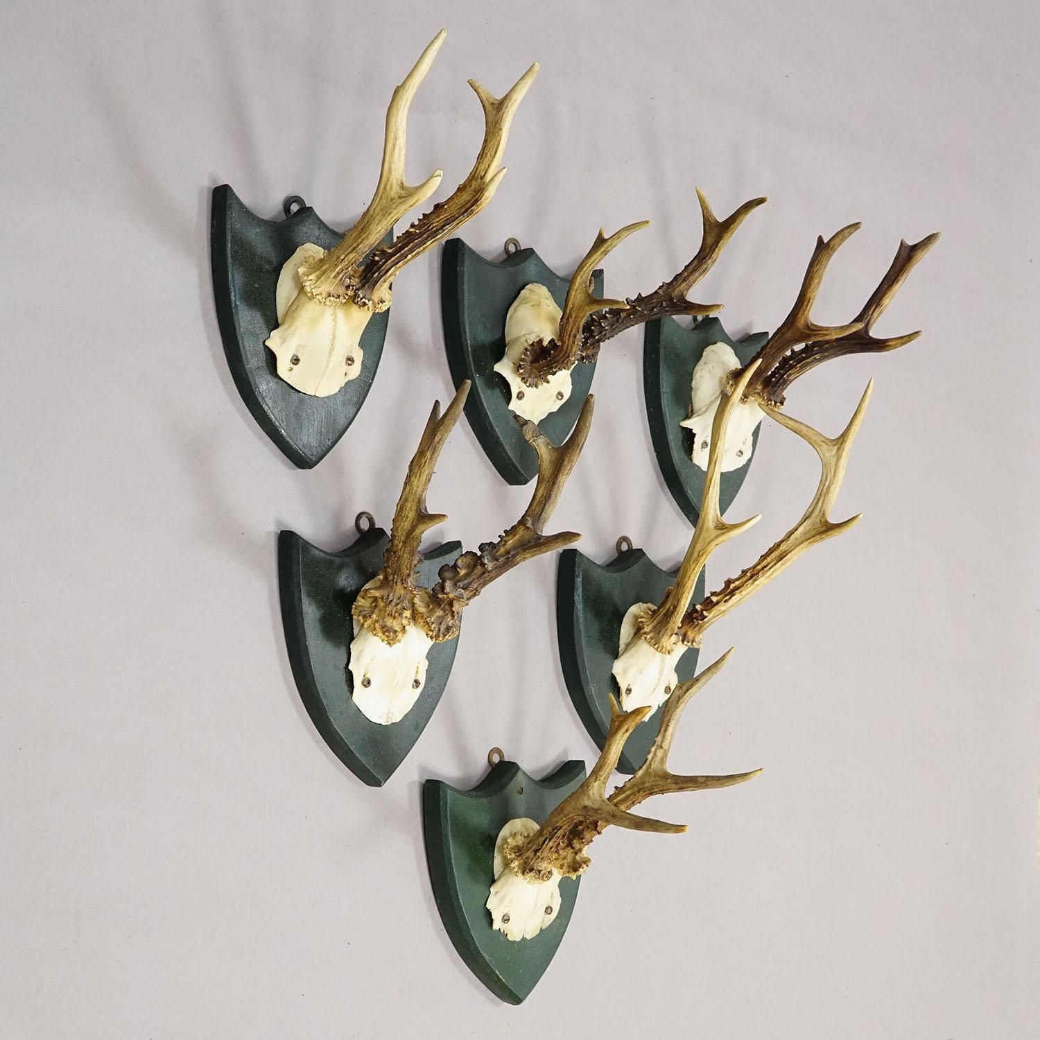 Set Of Six Roe Deer Trophies On Wooden Plaques Salem Germany Ca. 1900s photo for sale