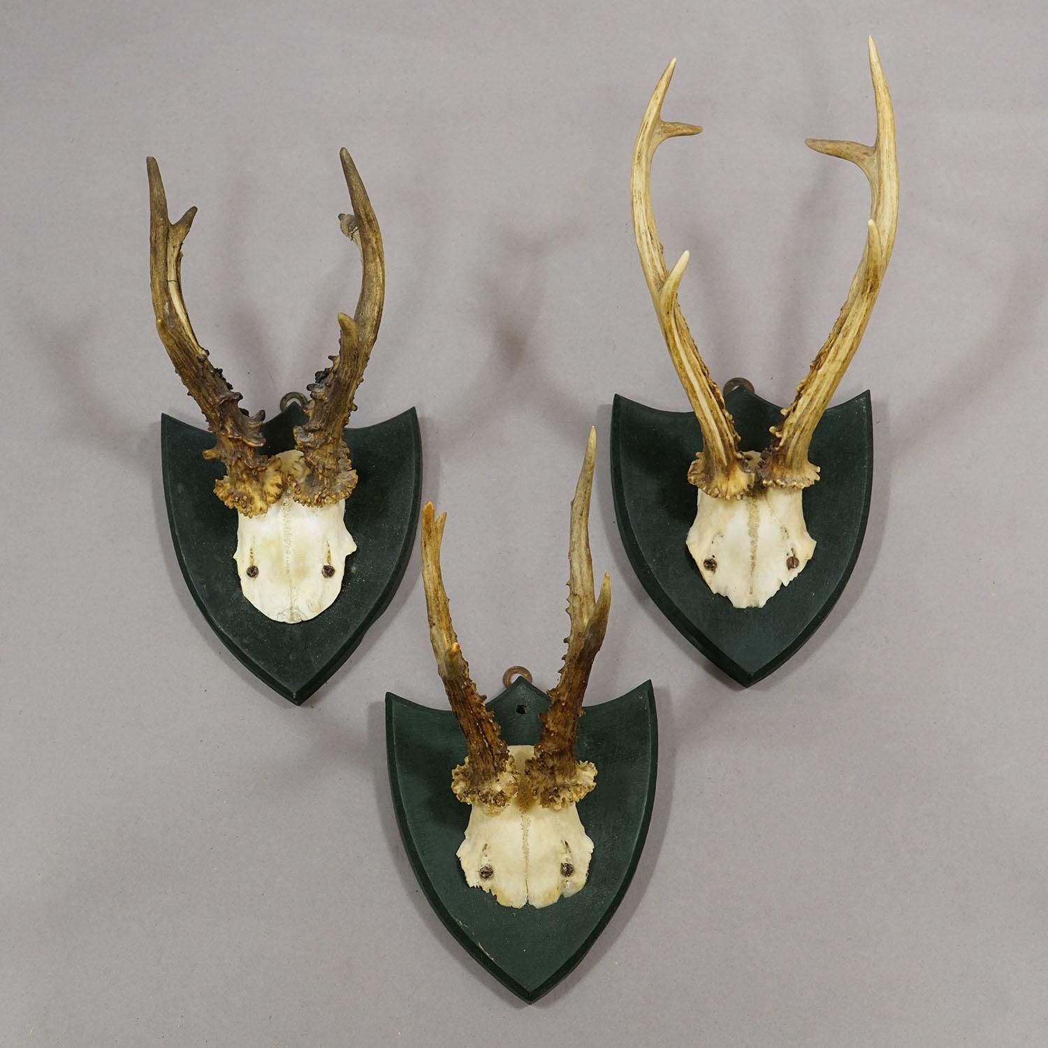 Set Of Six Roe Deer Trophies On Wooden Plaques Salem Germany Ca. 1900s photo Home Decor