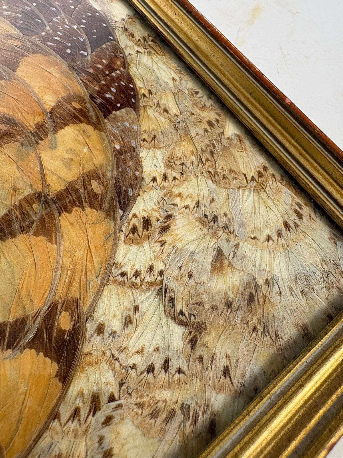 Painting In The Shape Of Butterfly Wings, Brazil, 1970 photo vinterior