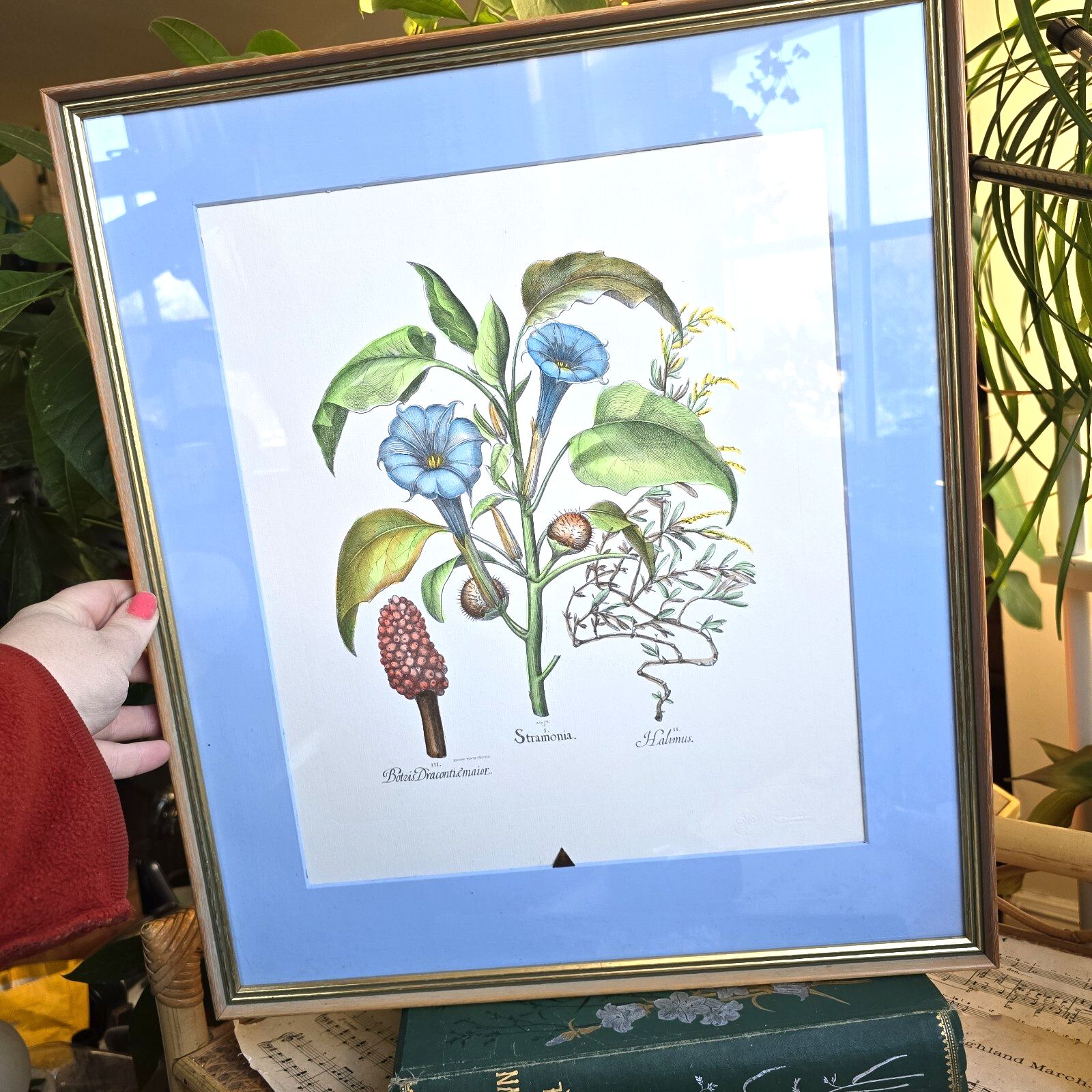 Vintage Botanical Print Framed Basilius Besler Floral Flower Study Stramonia