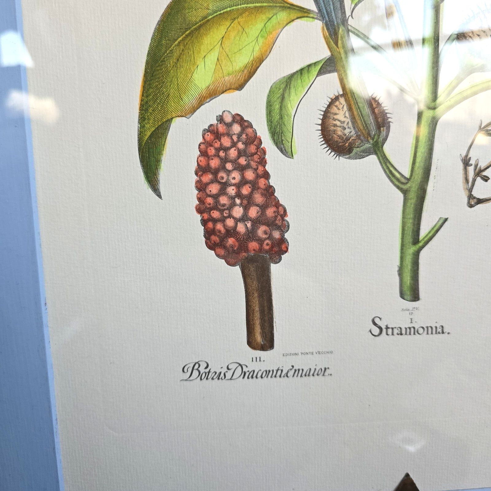 Vintage Botanical Print Framed Basilius Besler Floral Flower Study Stramonia photo for sale