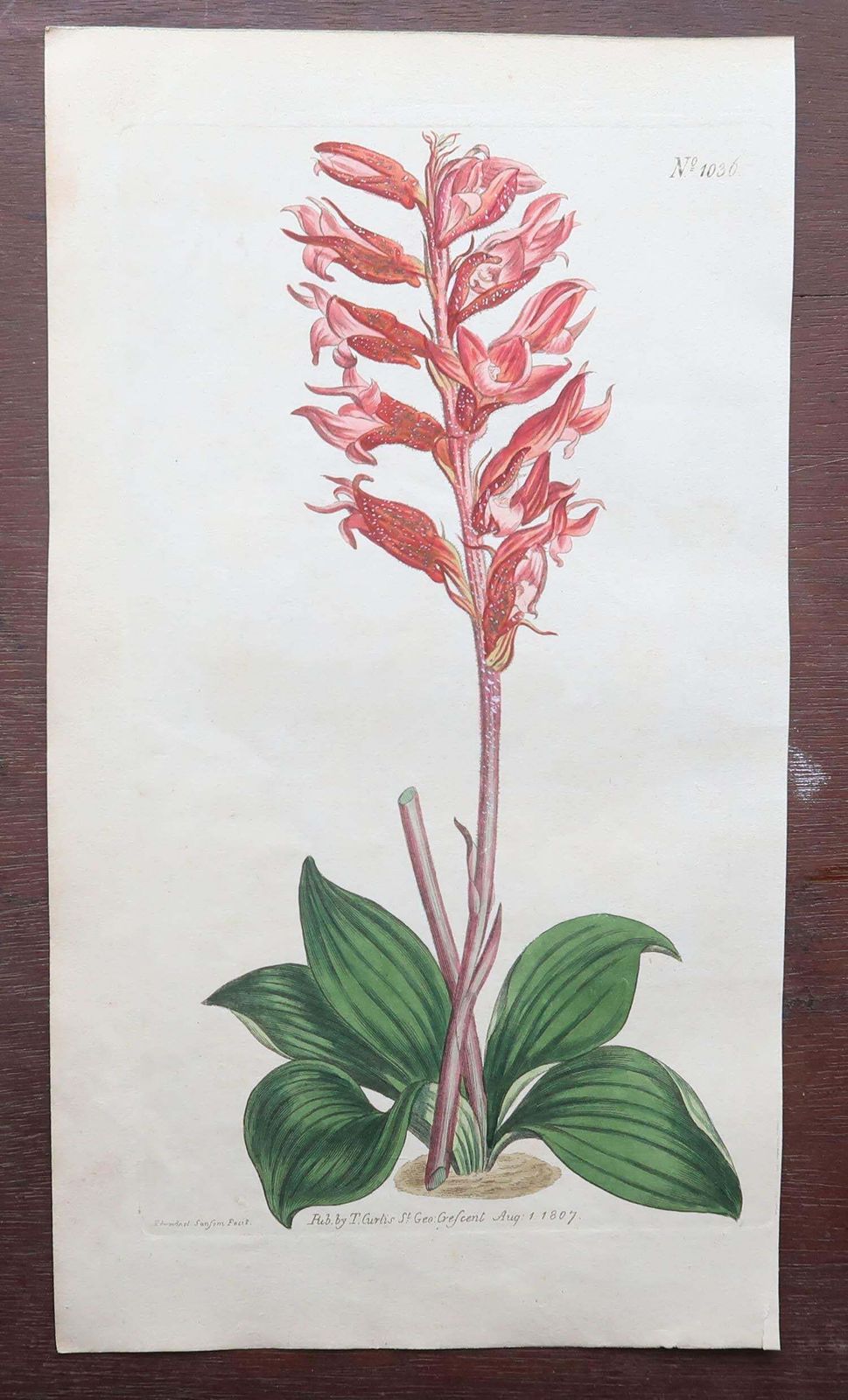 photo vinterior Set Of 12 Original Antique Botanical Prints After Sowerby. English 18th Century
