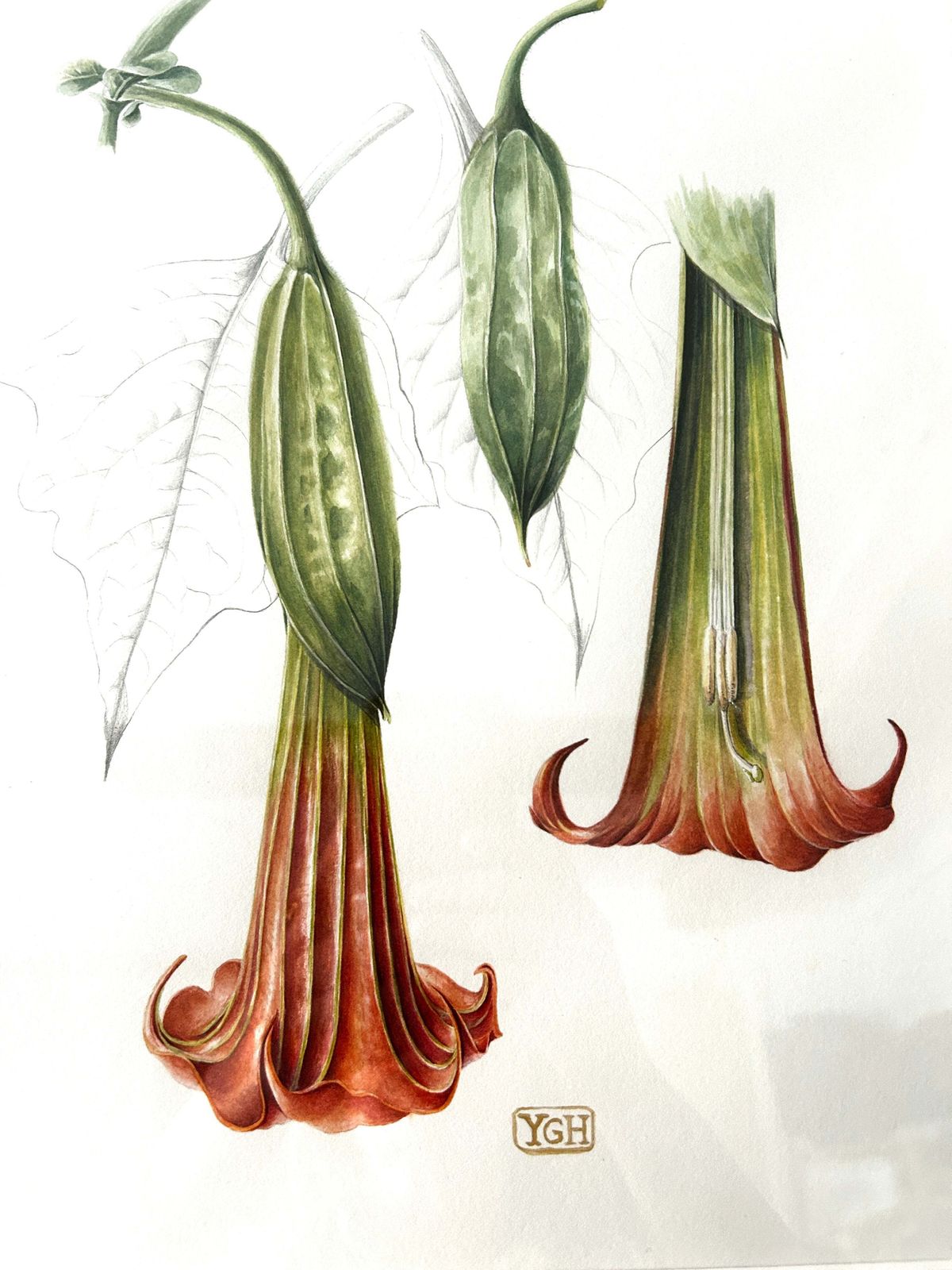 Original Watercolour Red Angel's Trumpet By Artist Yvonne Glenister Hammon photo furniture