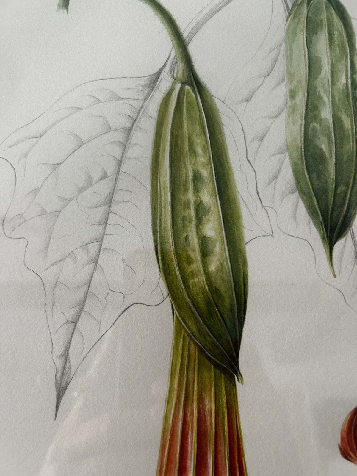 Original Watercolour Red Angel's Trumpet By Artist Yvonne Glenister Hammon photo vinterior