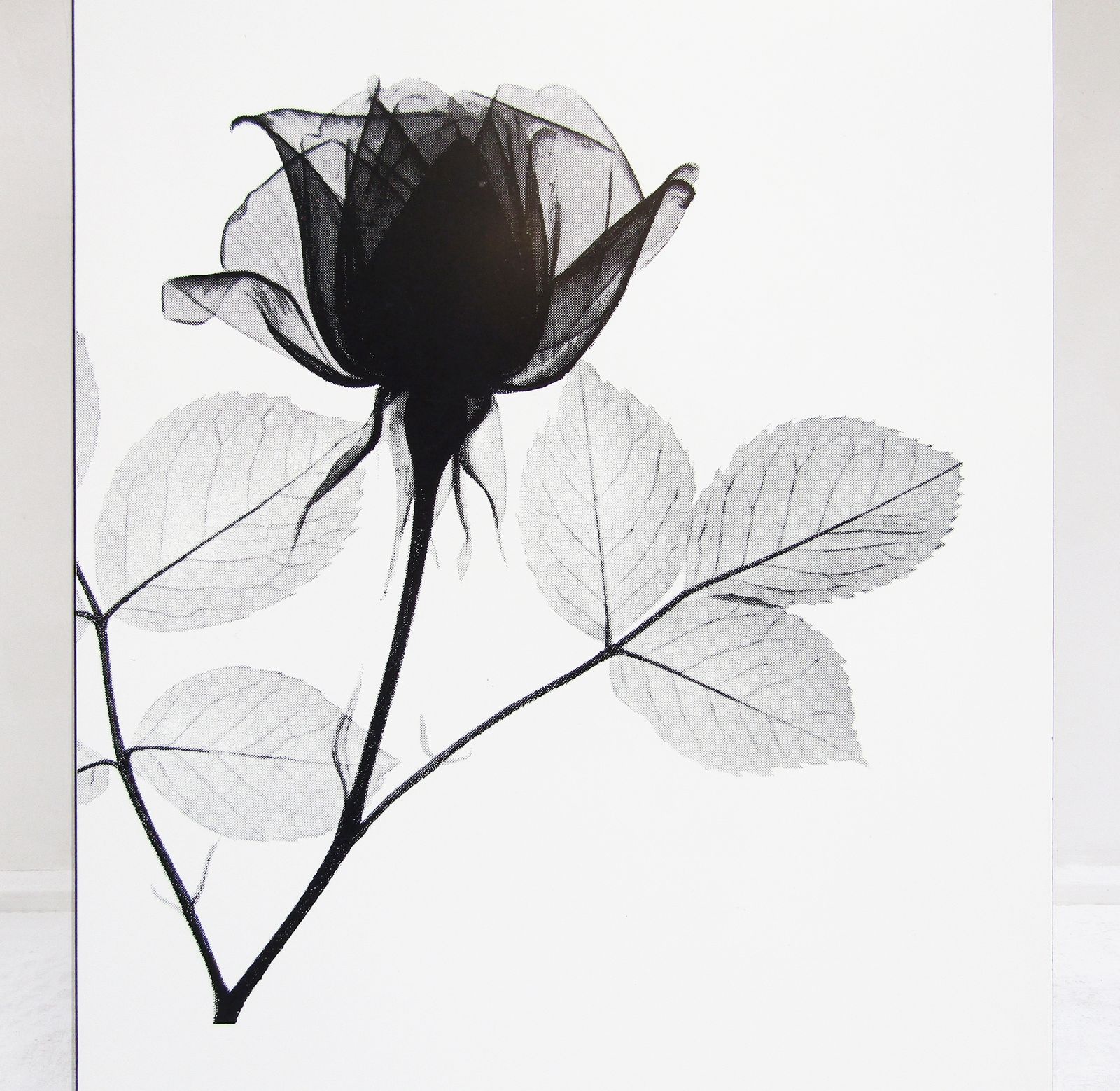 photo for sale 1960s Rectangular White Rose Coffee Table By Terence Conran