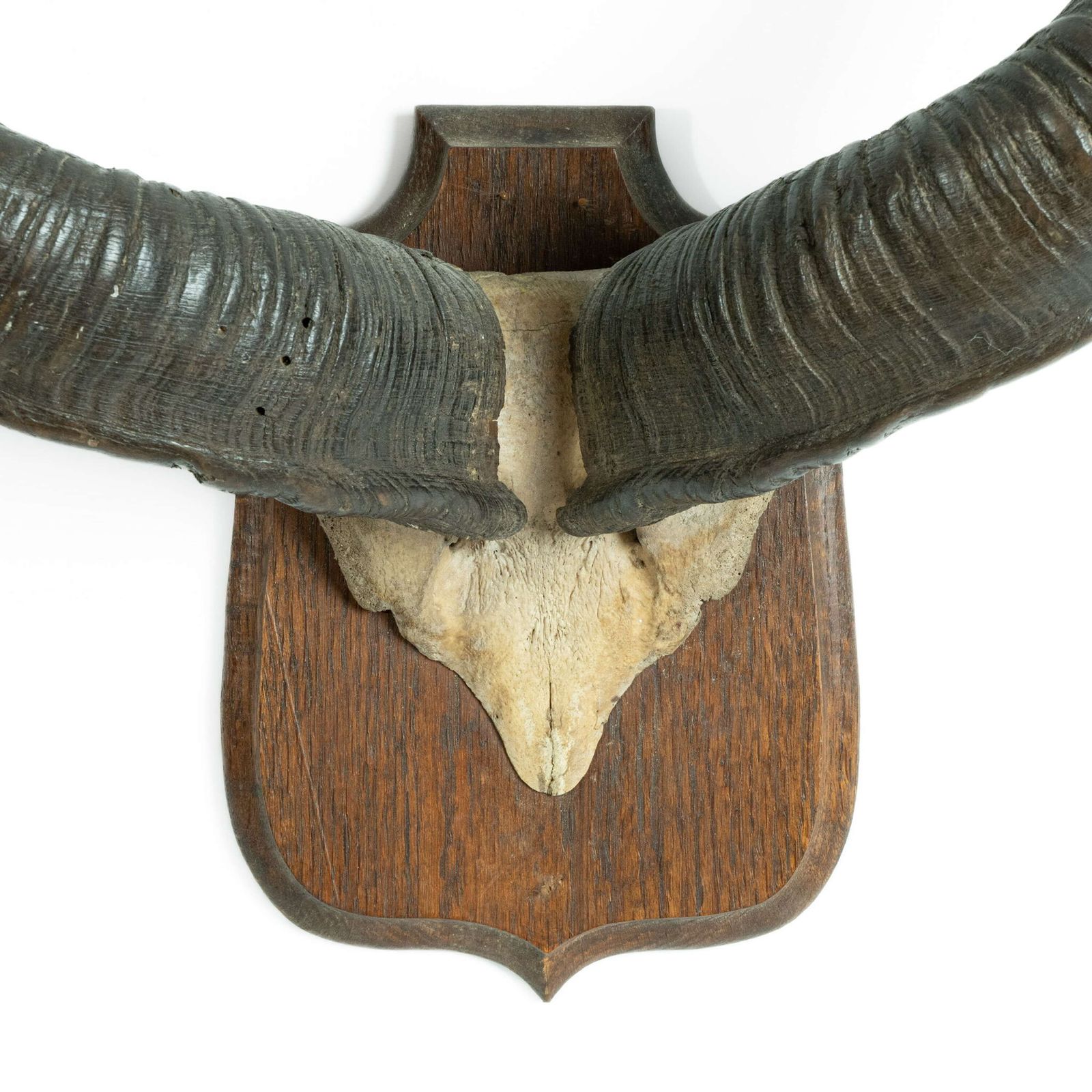 19th Century Mounted Taxidermy Kudu Horns photo furniture