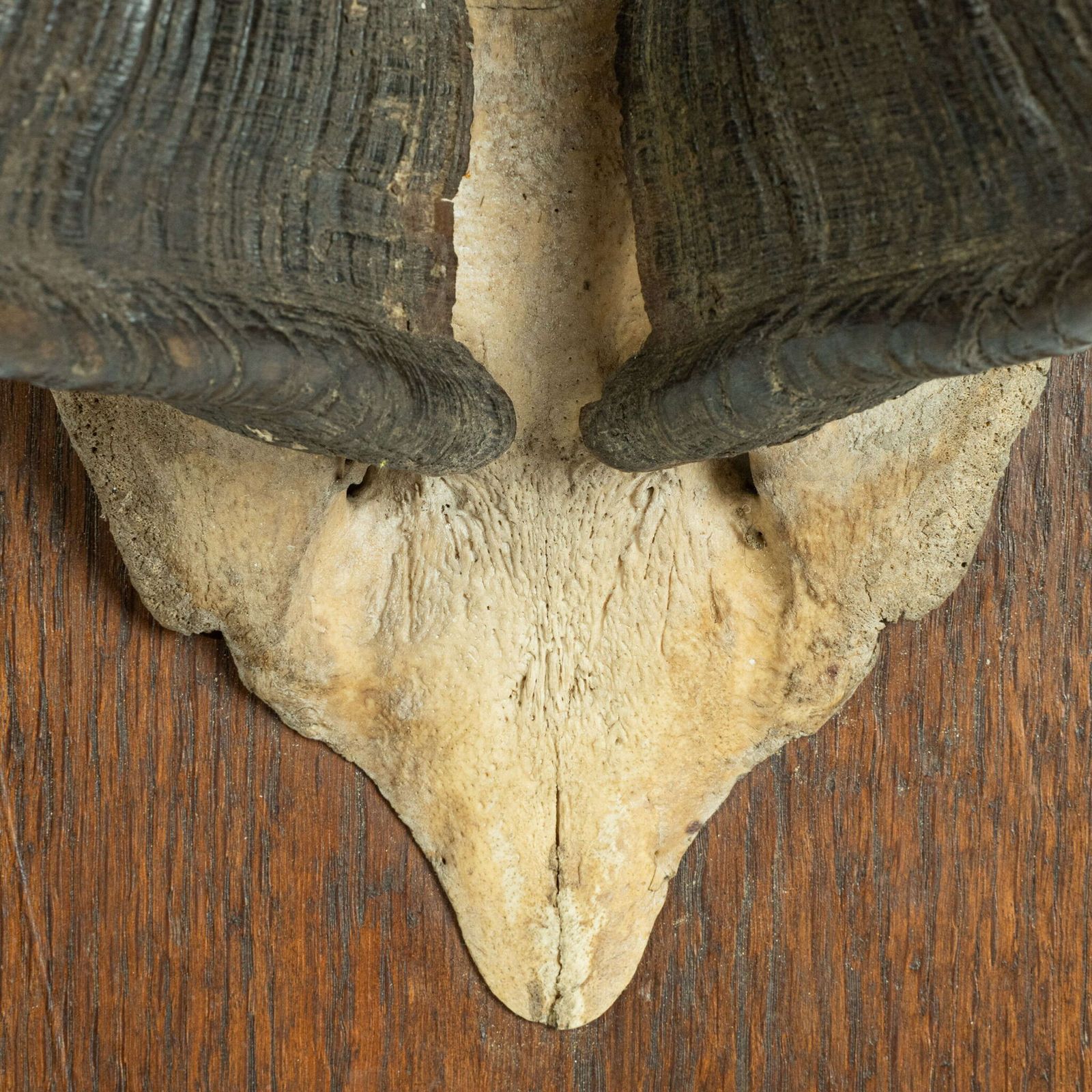 19th Century Mounted Taxidermy Kudu Horns photo Home Decor