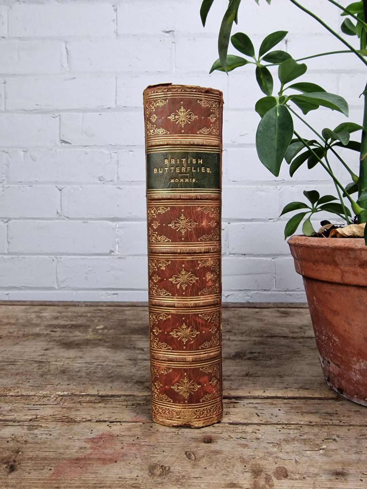 A History Of British Butterflies  Morris (Rev. F.O.) photo Home Decor