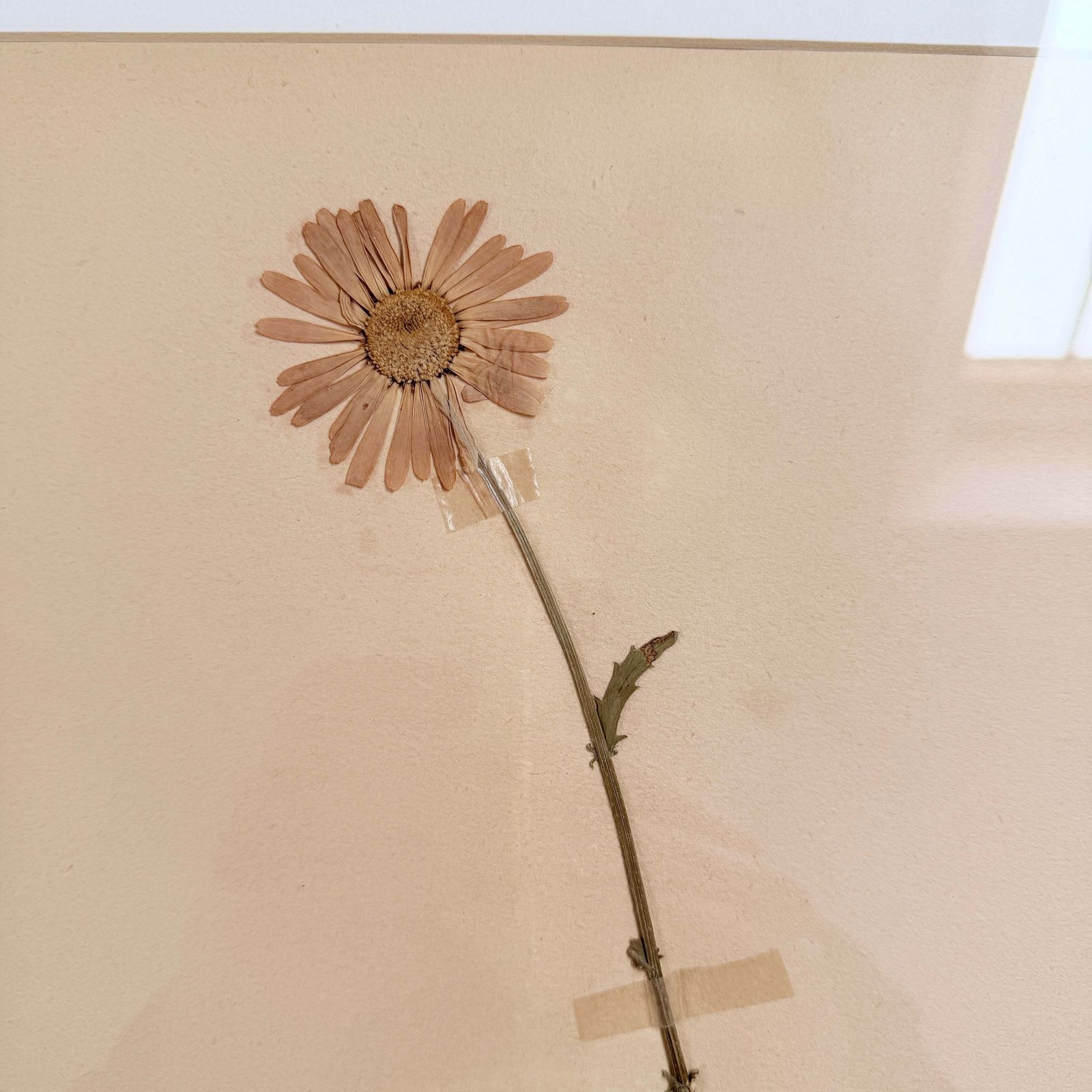 Framed Original Year 1935 Herbarium Specimen, Botanical Art. Daisy. Sweden photo furniture