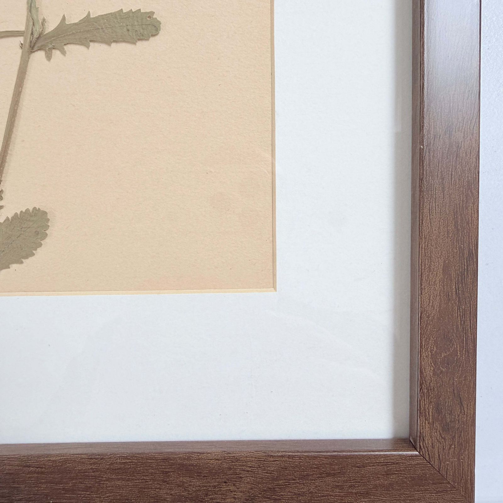 Framed Original Year 1935 Herbarium Specimen, Botanical Art. Daisy. Sweden photo Art