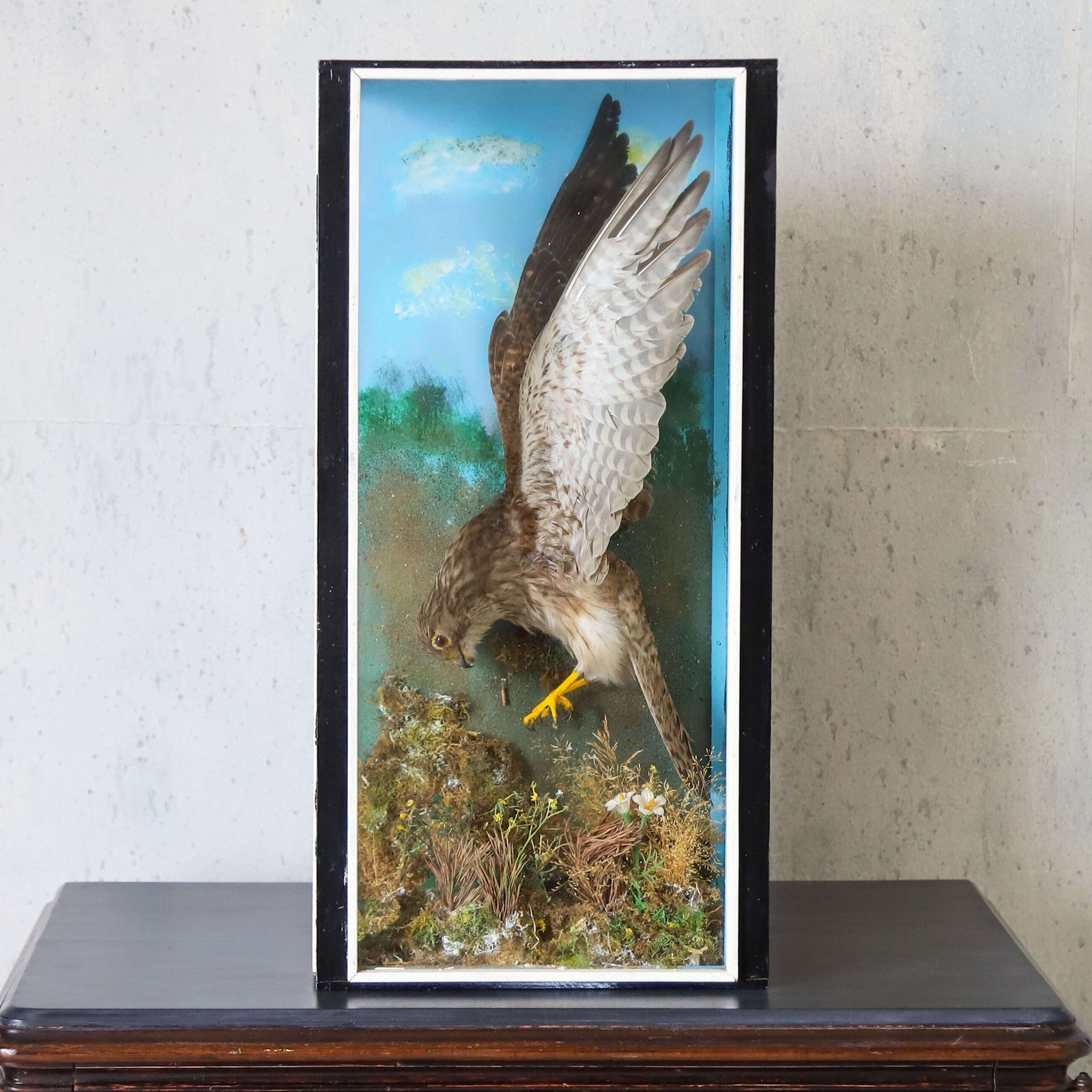 Early 20th‑Century Taxidermy Kestrel Diorama In Painted Case, England, Circa 1930 photo furniture