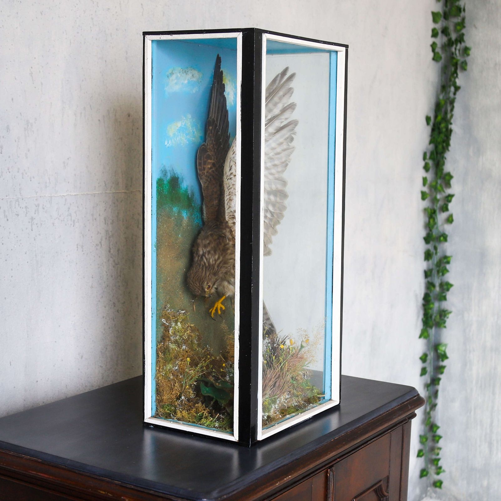 Early 20th‑Century Taxidermy Kestrel Diorama In Painted Case, England, Circa 1930 photo for sale