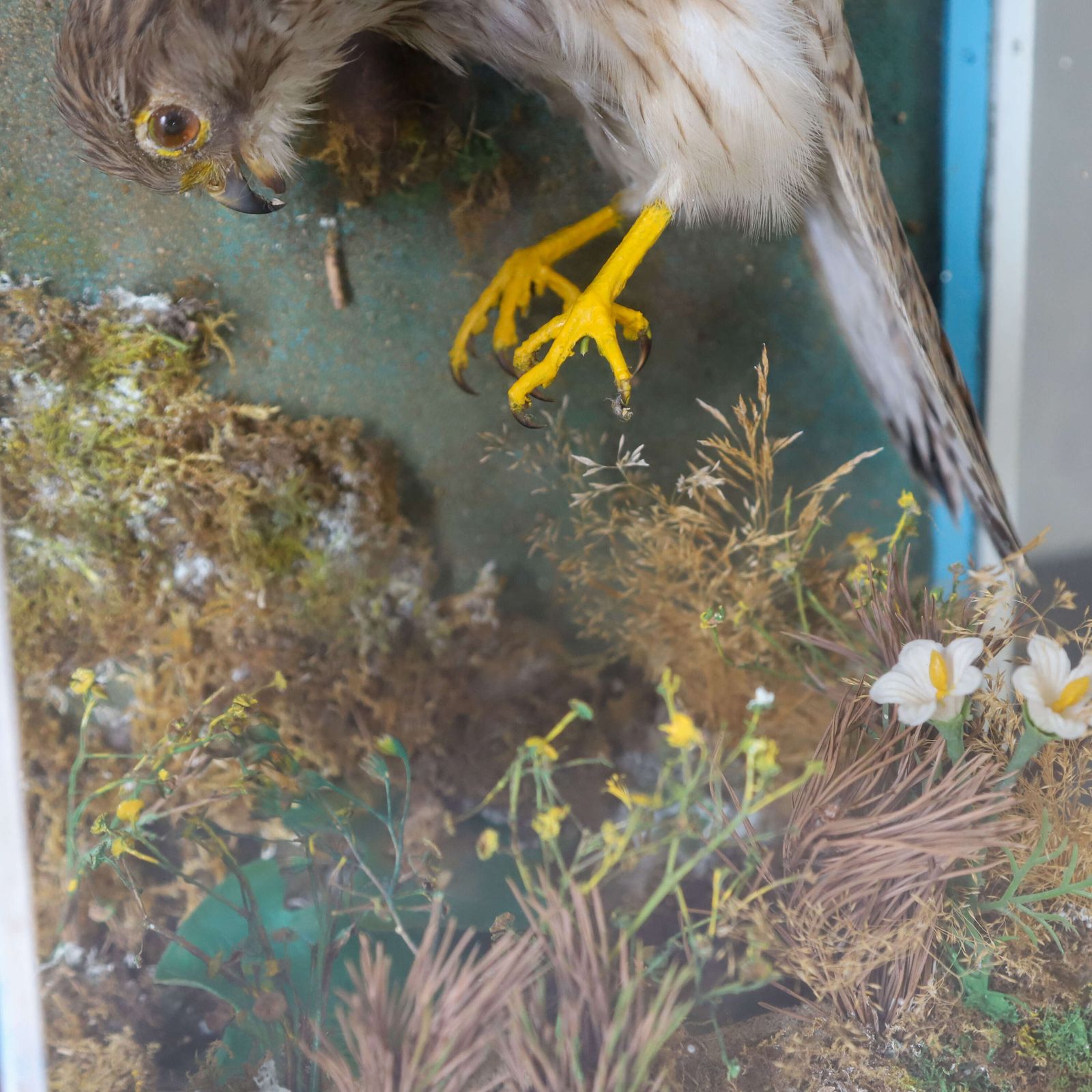 Early 20th‑Century Taxidermy Kestrel Diorama In Painted Case, England, Circa 1930 photo vintage