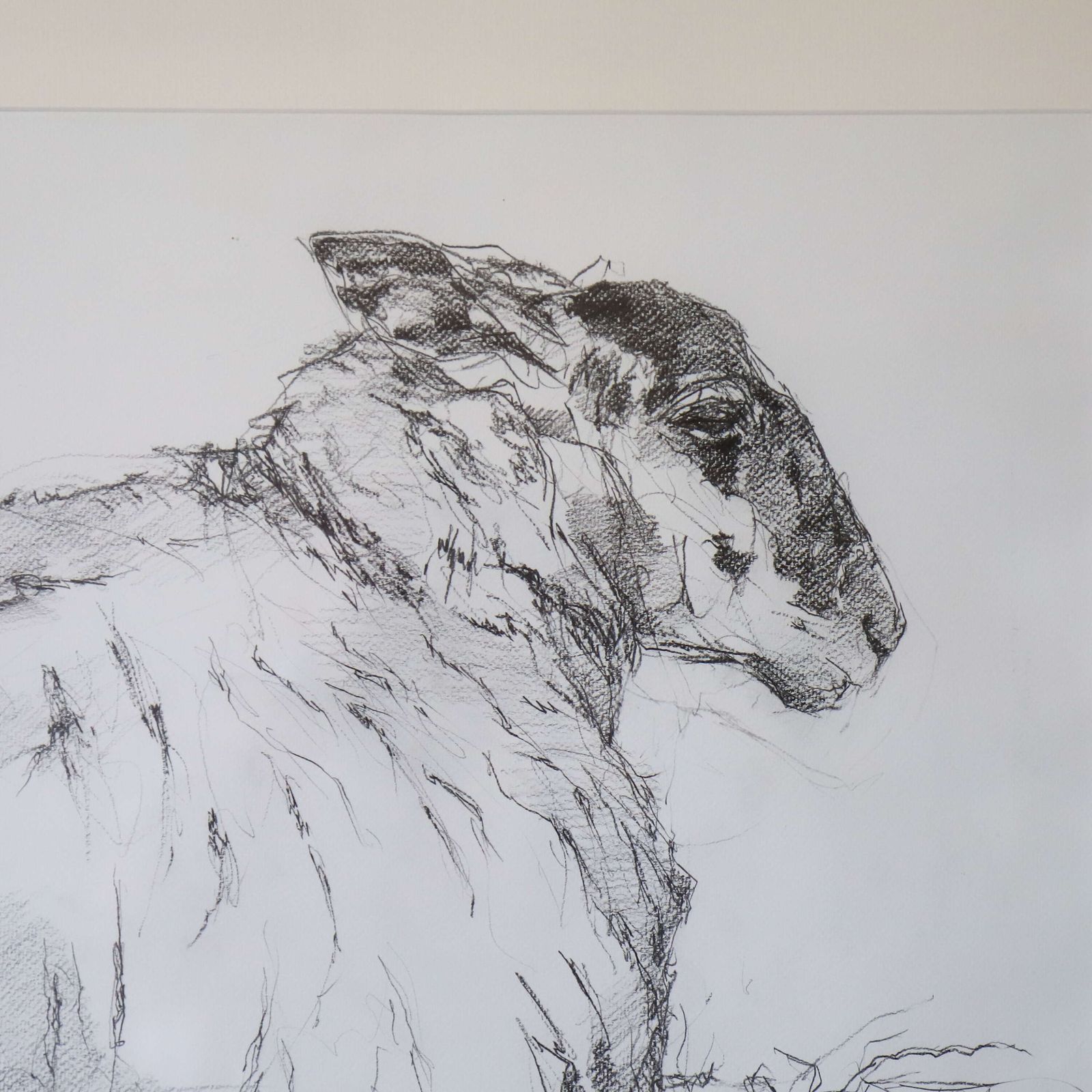 Tisbury Sheep   Original Contemporary Pencil Sketch By Sally Newton, Framed Artwork photo for sale