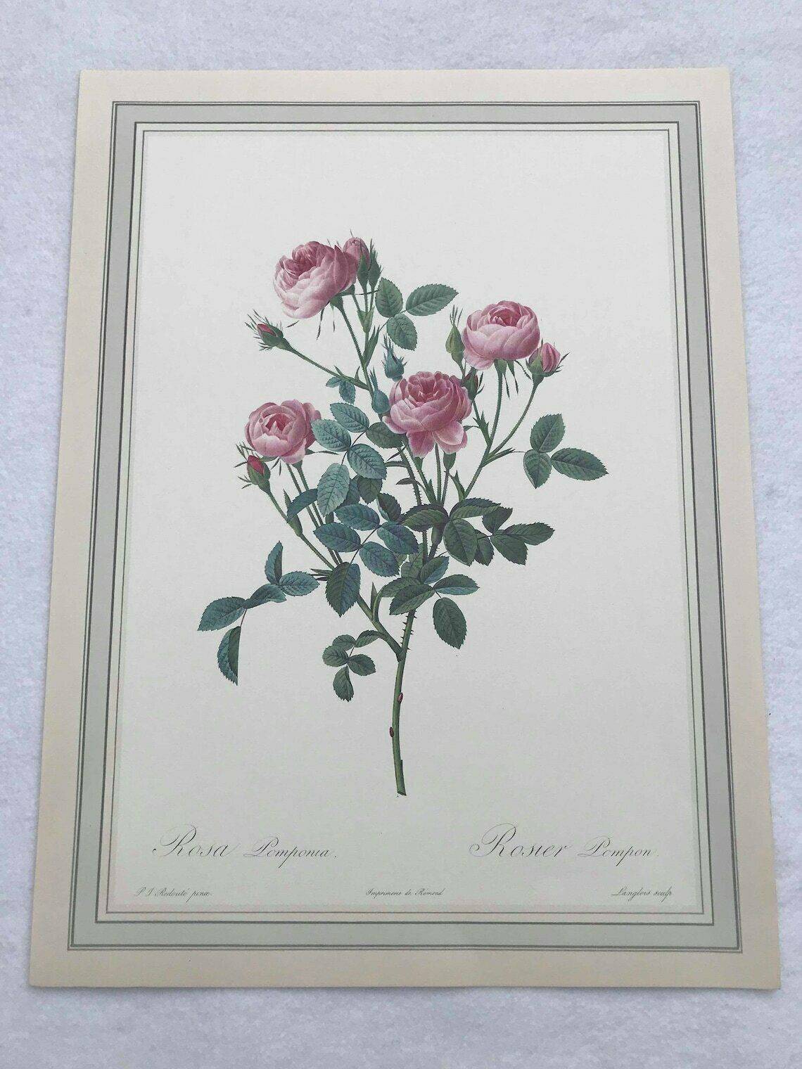 Botanical Print Wall Art Roses Set Original 1960s Vintage Rose Antique Rose Prints Set Victorian Art Wall Cottage Chic Green And Pink photo Art