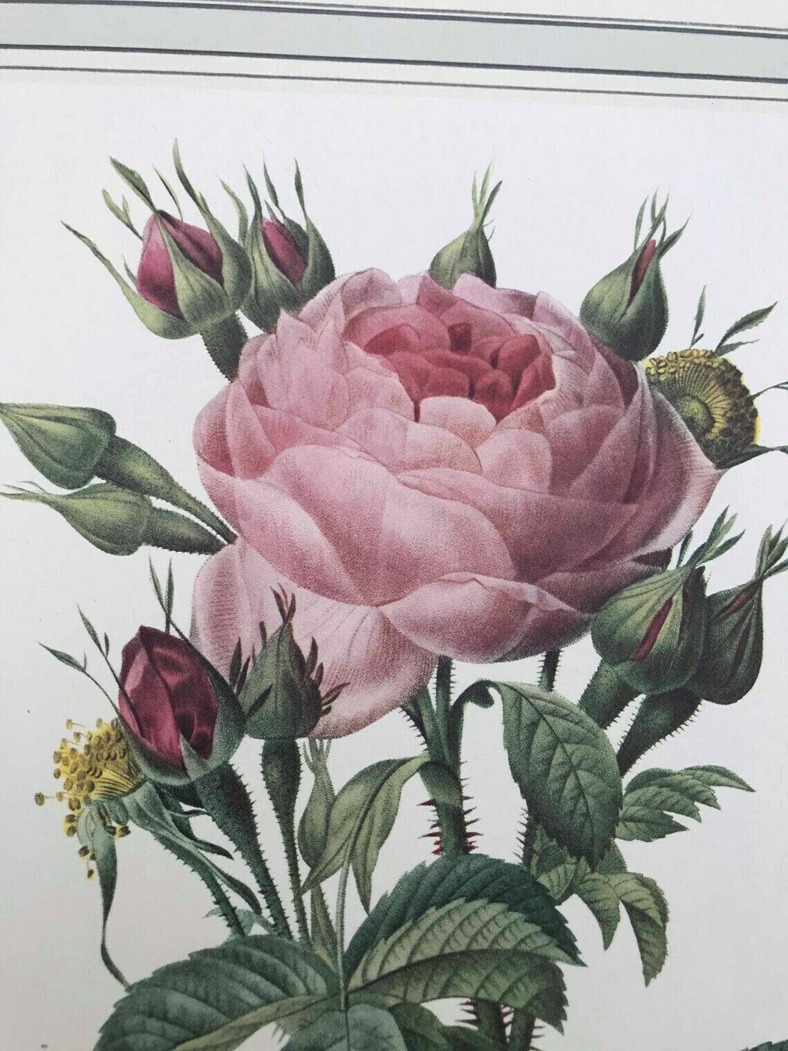 photo furniture Botanical Print Wall Art Roses Set Original 1960s Vintage Rose Antique Rose Prints Set Victorian Art Wall Cottage Chic Green And Pink