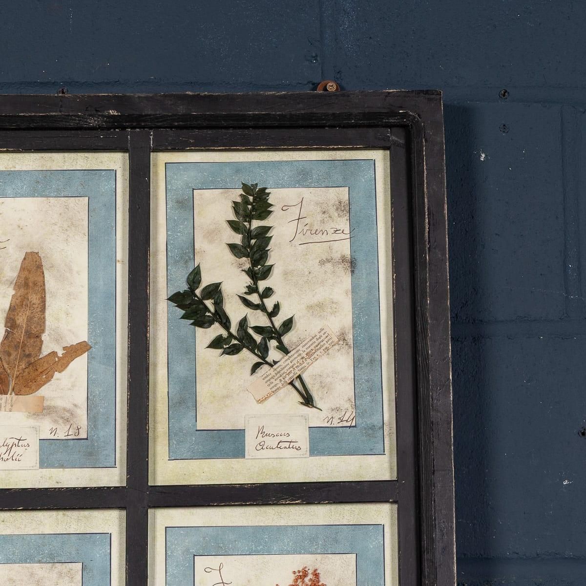 20th Century Italian Large Oak Frame Containing Pressed Flowers & Herbs photo buy