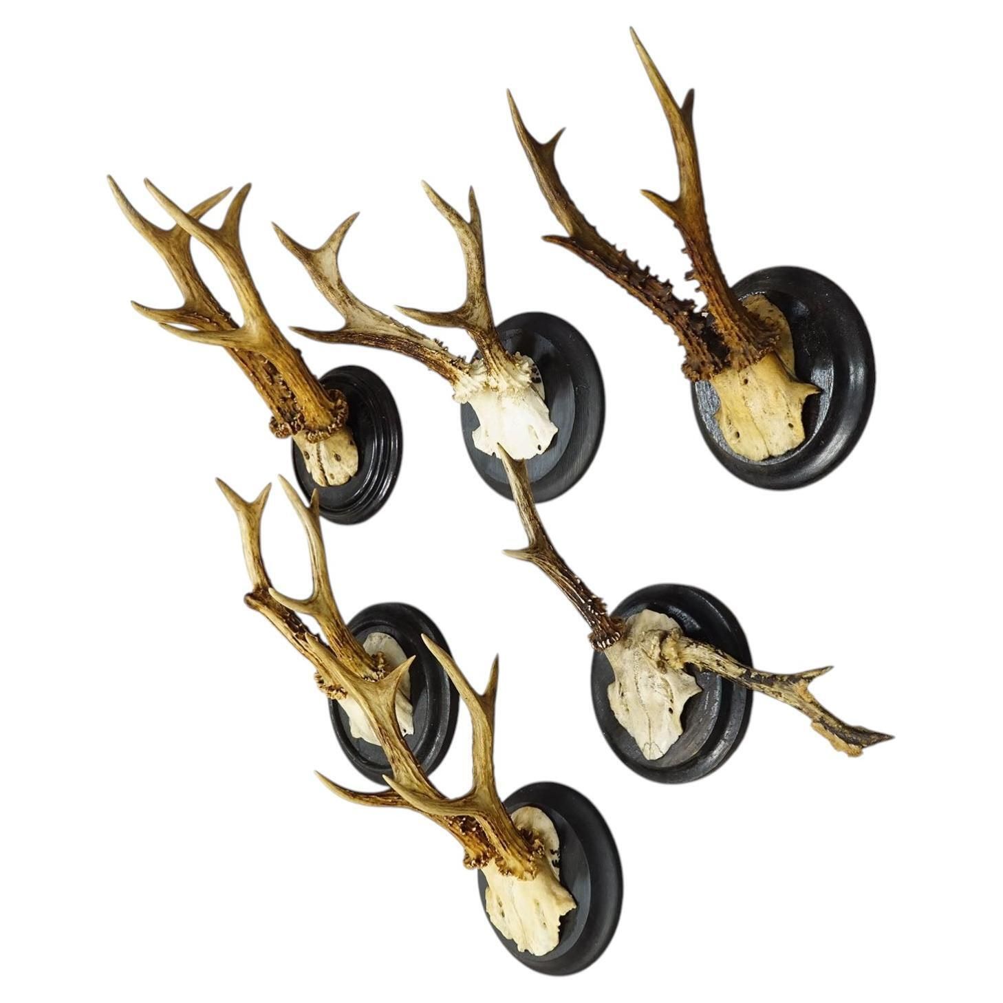 Set Of Six Roe Deer Trophies On Turned Plaques Germany Ca. 1910s
