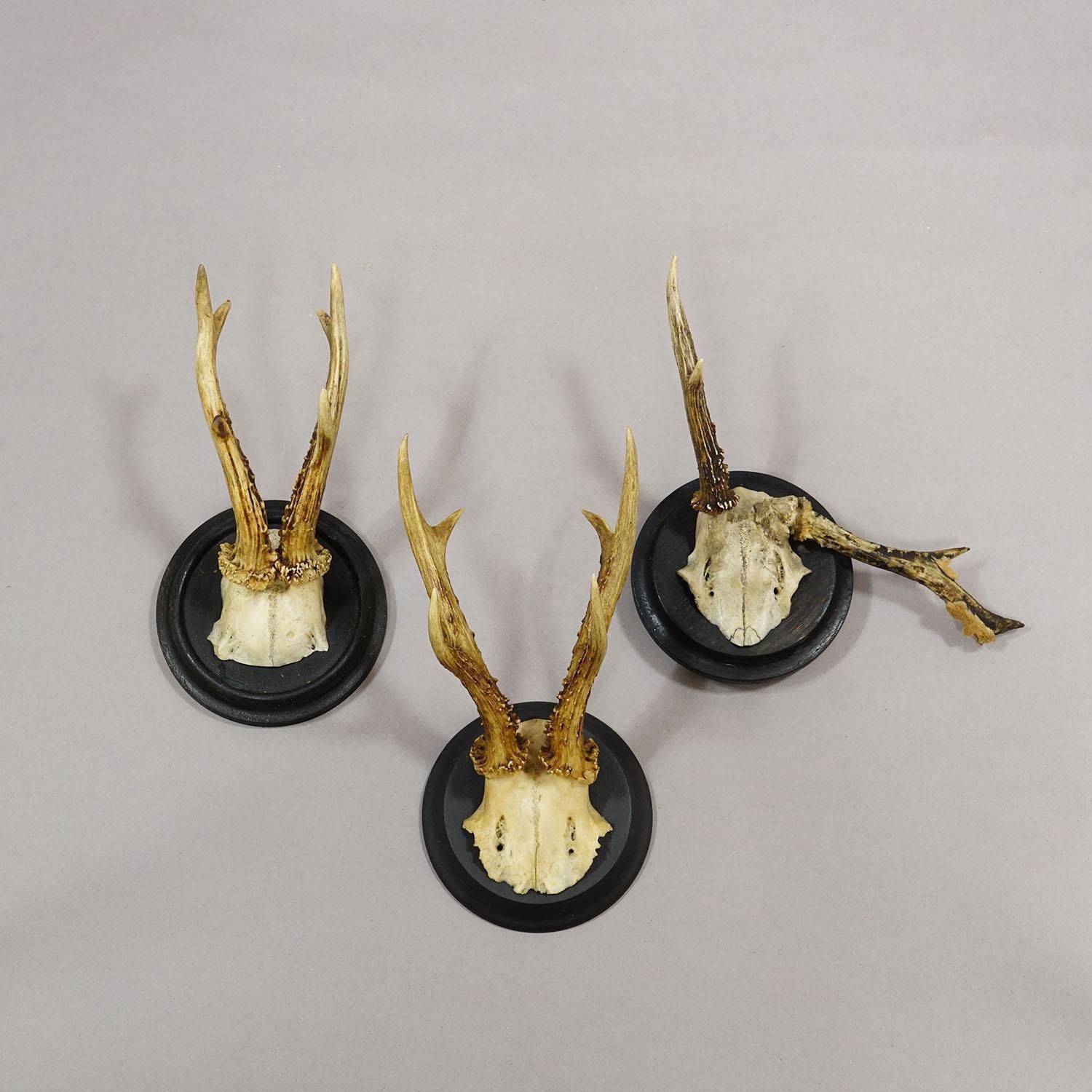 Set Of Six Roe Deer Trophies On Turned Plaques Germany Ca. 1910s photo Art