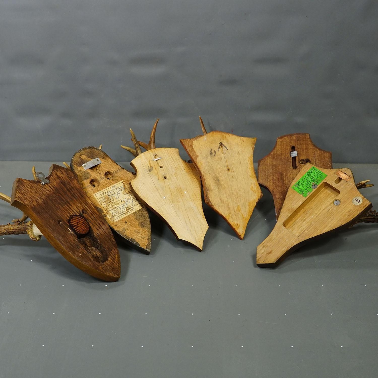 photo furniture Vintage Set Of Six Roe Deer Trophies On Wooden Plaques Germany Ca. 1950/1960s