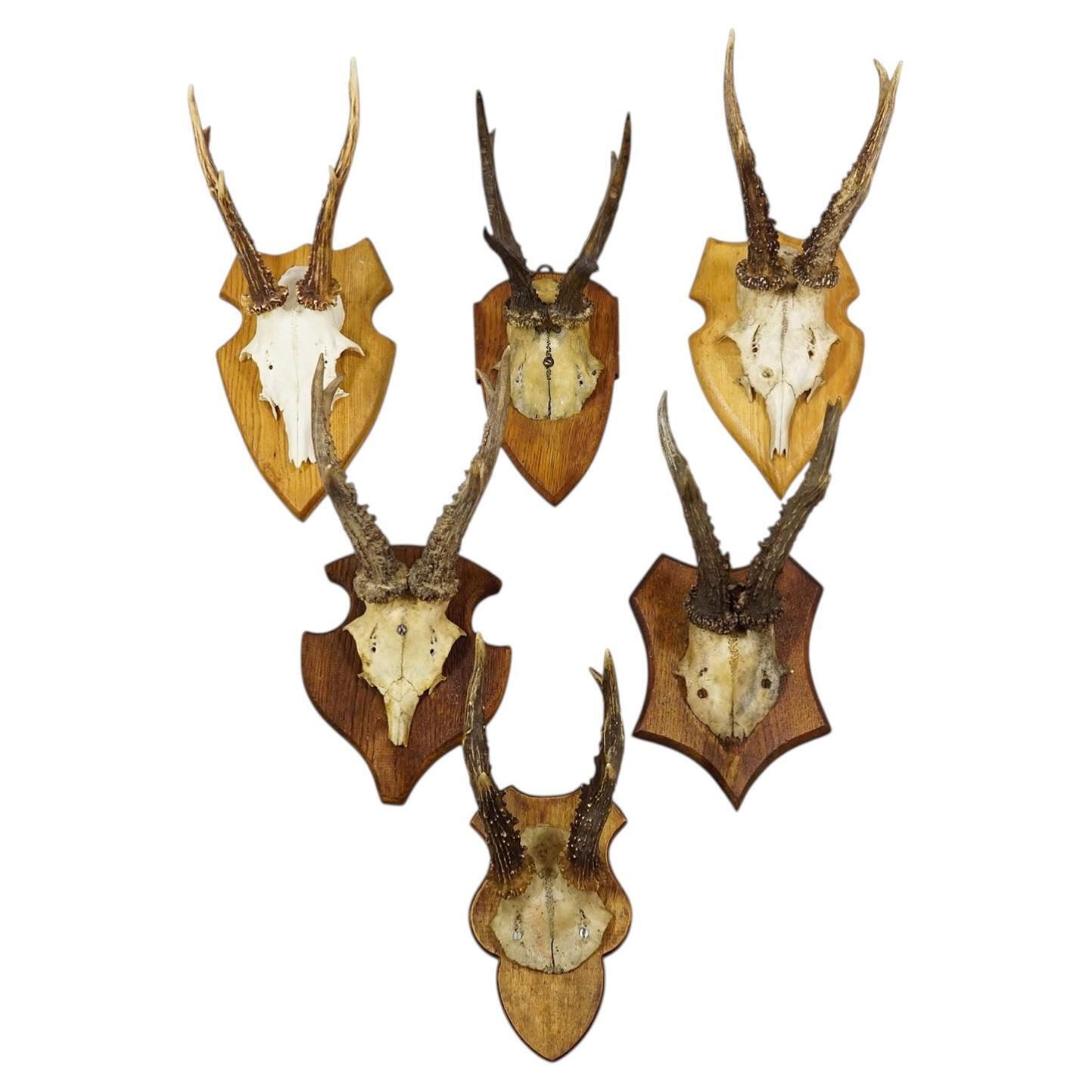Set Of Six Vintage Roe Deer Trophies On Wooden Plaques Germany Ca. 1960s