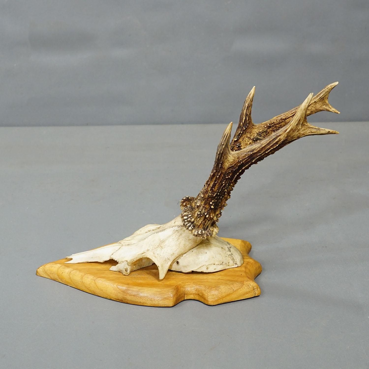 Set Of Six Vintage Roe Deer Trophies On Wooden Plaques Germany Ca. 1960s photo buy