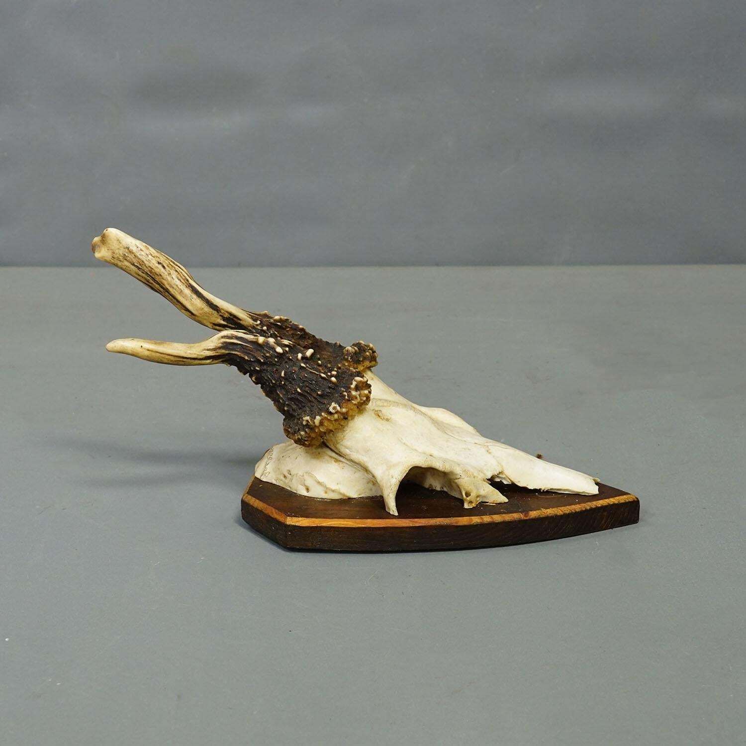 photo furniture Vintage Set Of Six Roe Deer Trophies On Wooden Plaques Germany Ca. 1960s