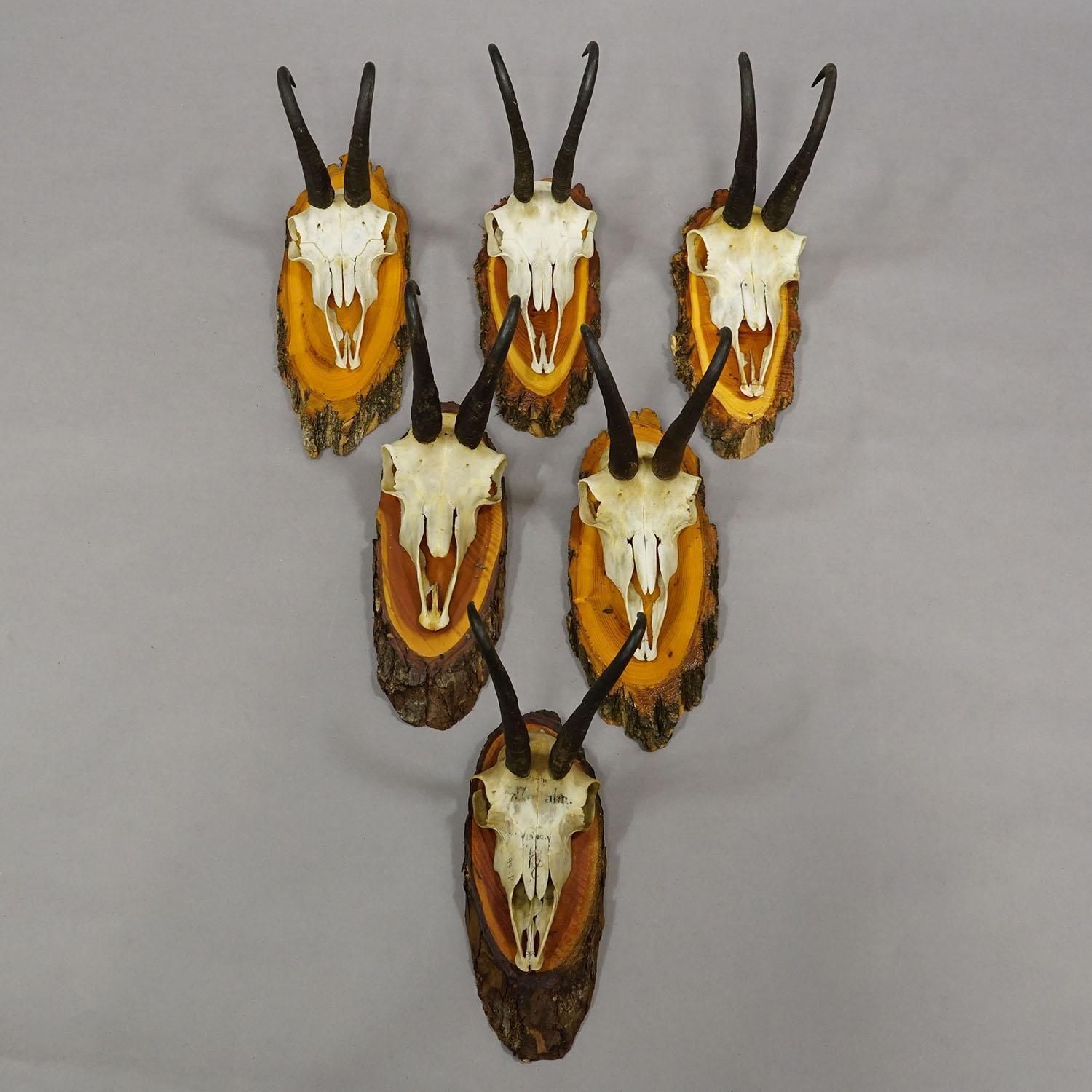 Vintage Collection Of Six Chamois Trophies On Wooden Plaques, Germany Ca. 1960s photo for sale