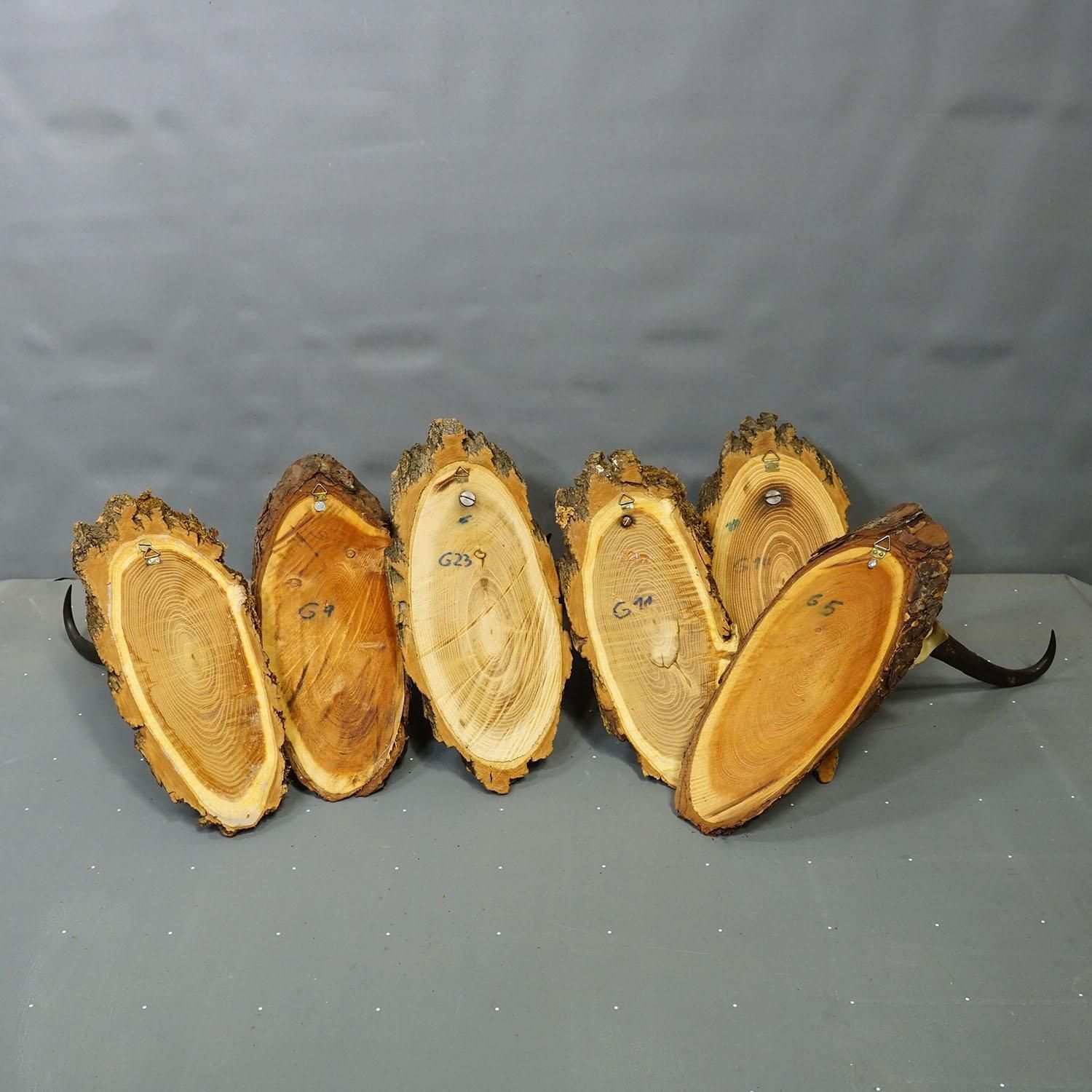 Vintage Collection Of Six Chamois Trophies On Wooden Plaques, Germany Ca. 1960s photo vintage
