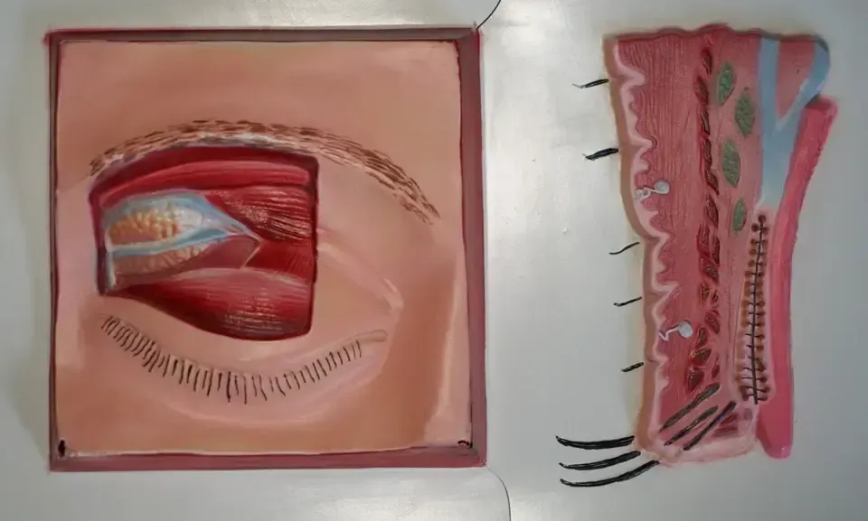 Set Of Five Vintage Educational Anatomical 3d Display Models Brain Iris Eardrum photo buy