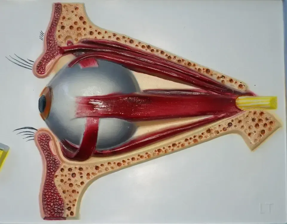 photo furniture Set Of Five Vintage Educational Anatomical 3d Display Models Brain Iris Eardrum