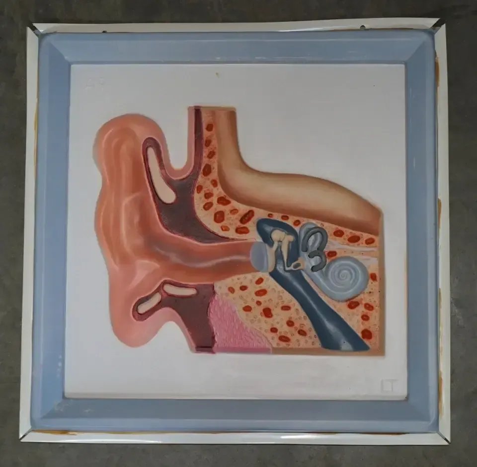 photo vinterior Set Of Five Vintage Educational Anatomical 3d Display Models Brain Iris Eardrum